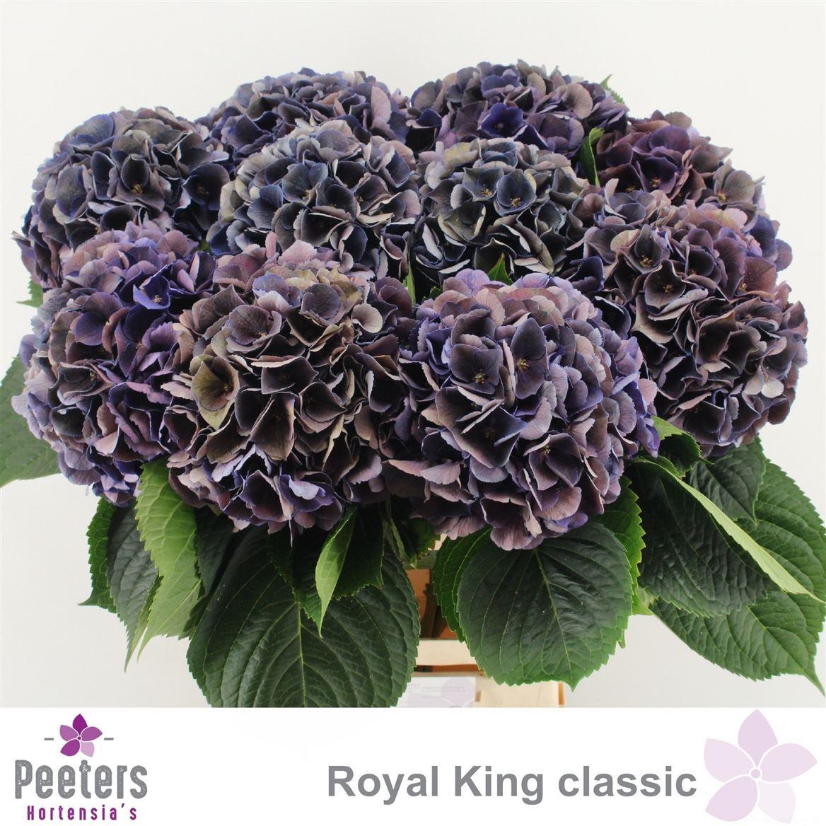 Hydr M Royal King Cl