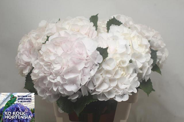 Hydrangea Sweet Verena 60cm 18-20cm Hd