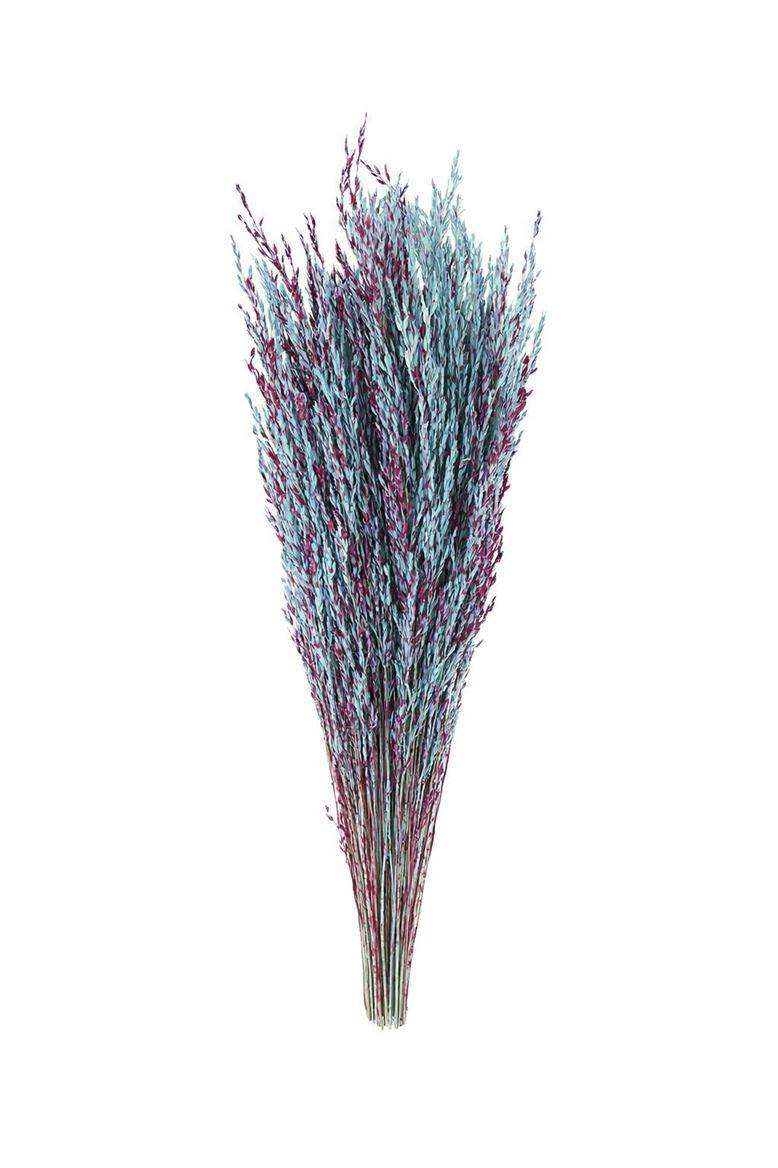Dried Artz Rice Grass Rubens Bunch