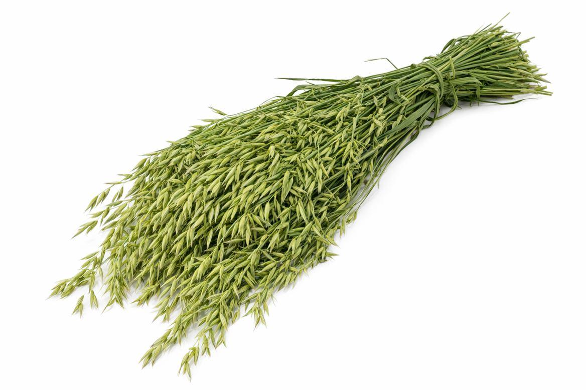 Dried Avena (haver) Natural X5 Bunch