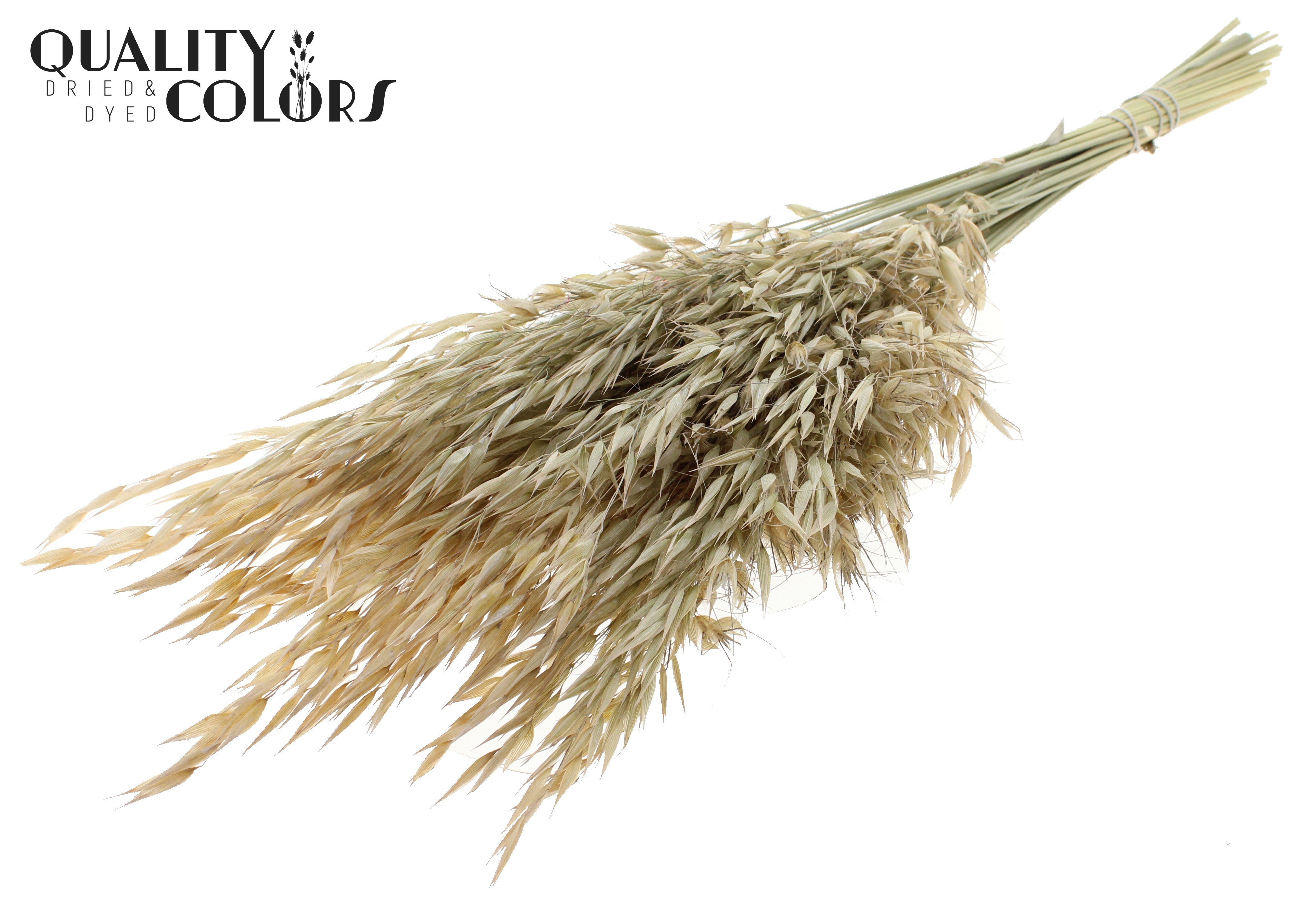 Avena Frosted White Per Bunch 70cm