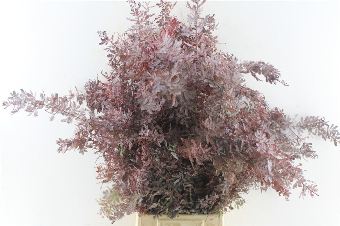 Acacia Gr Baileyana Red Abs