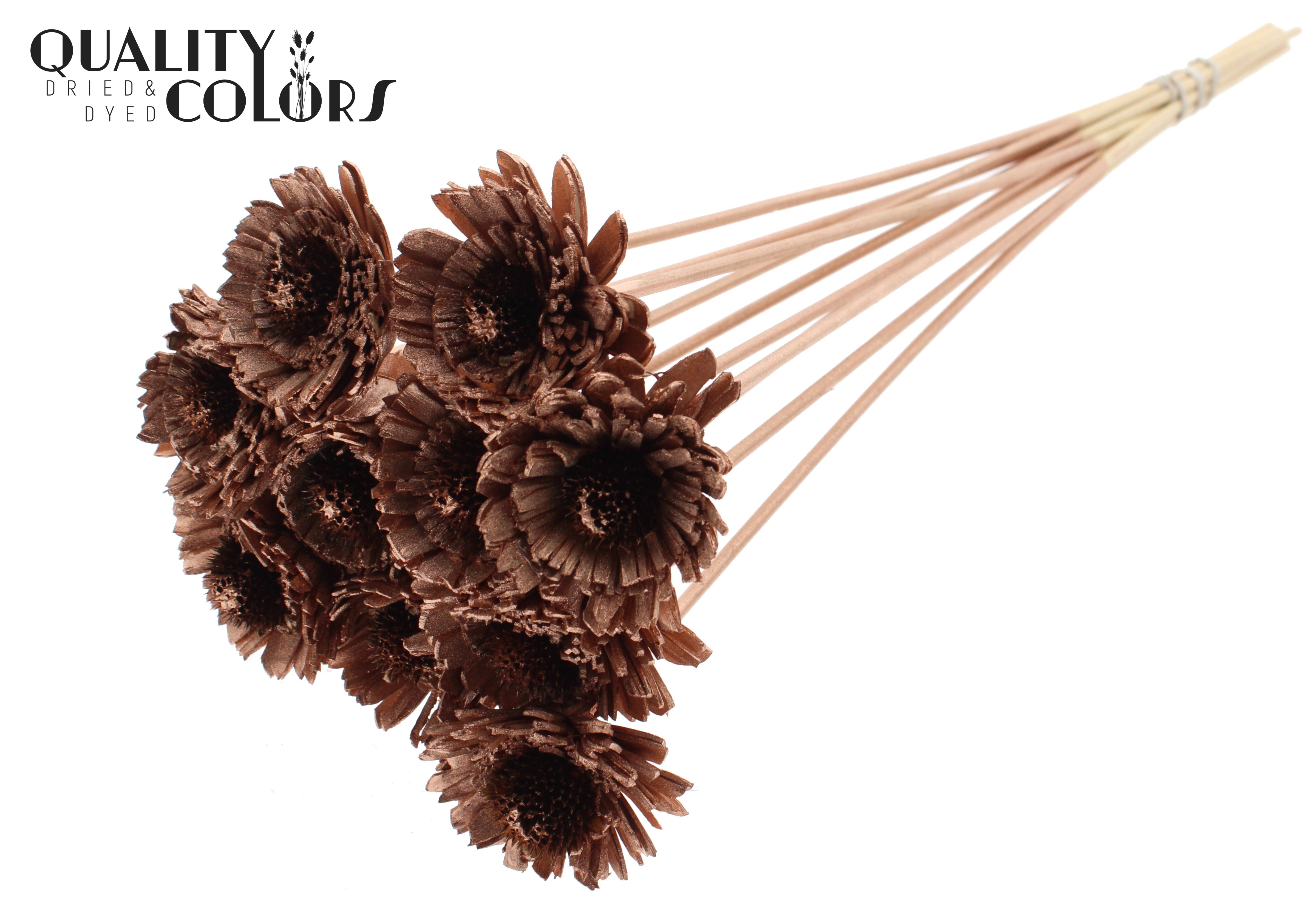 Shola Daisy Sunflower Copper 50cm