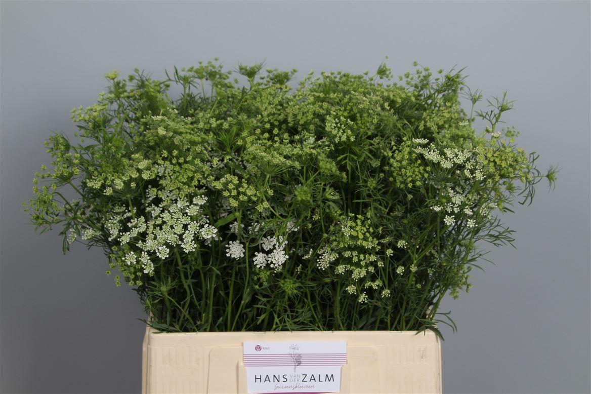 Ammi Majus