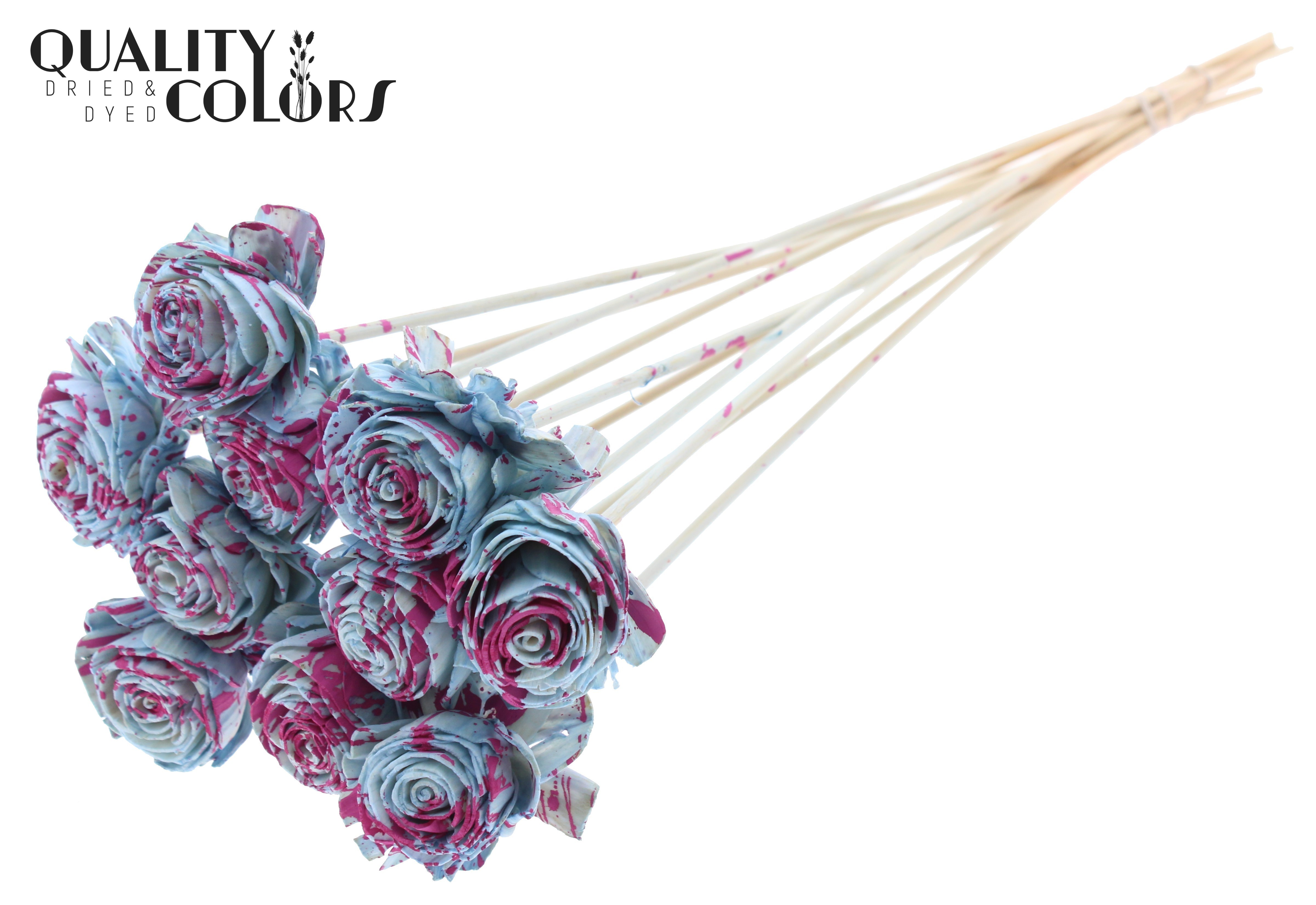 Shola Beauty Rose Splashed Light Blue Cerise 50cm