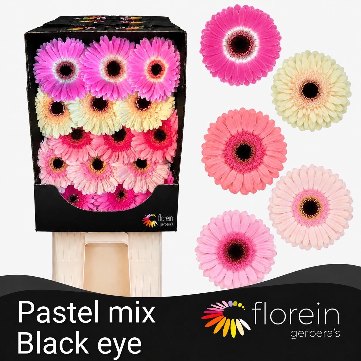 Ge Gr Pastel Mix Diamond *45 (black Eye)