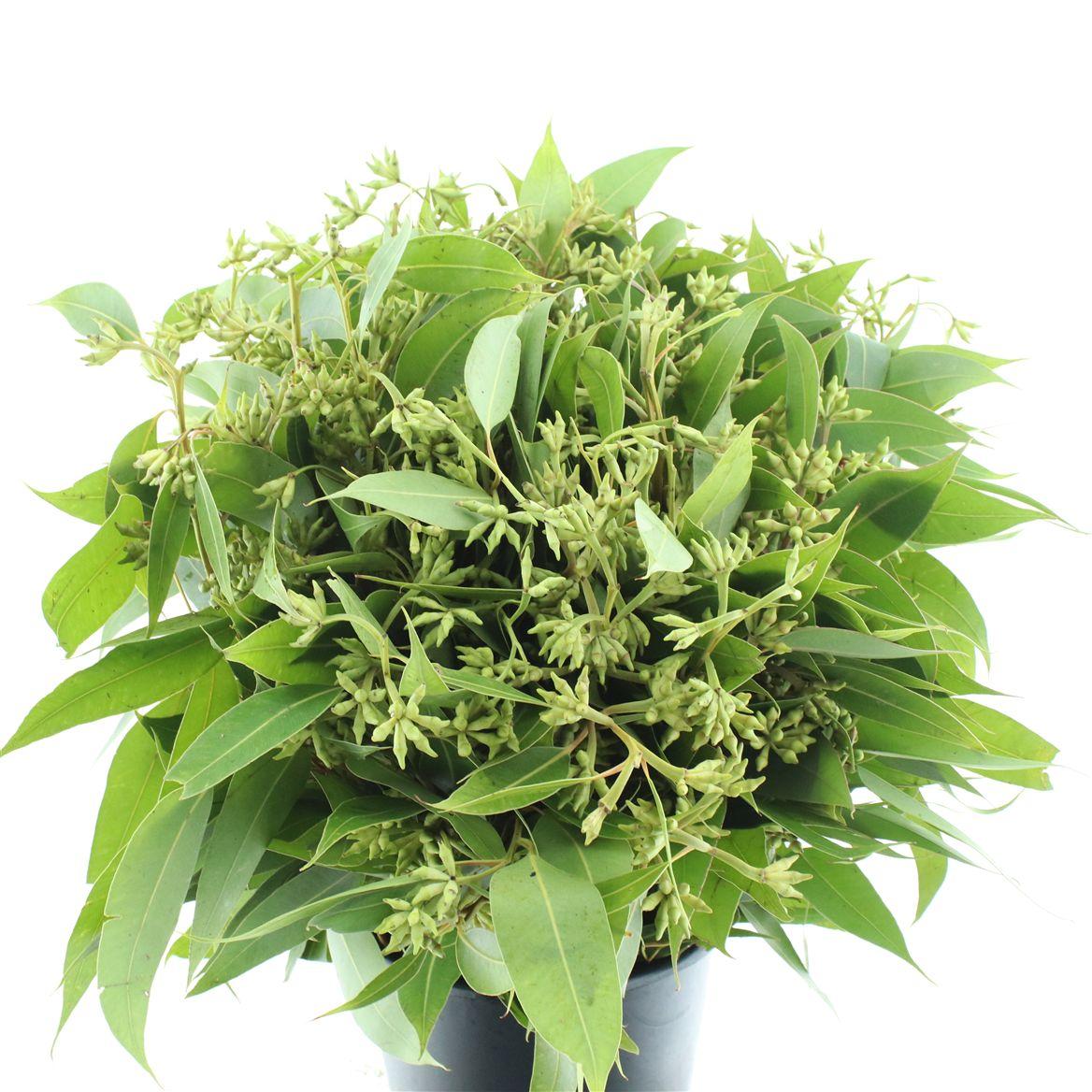 Euca Robusta Berries 400 Gram