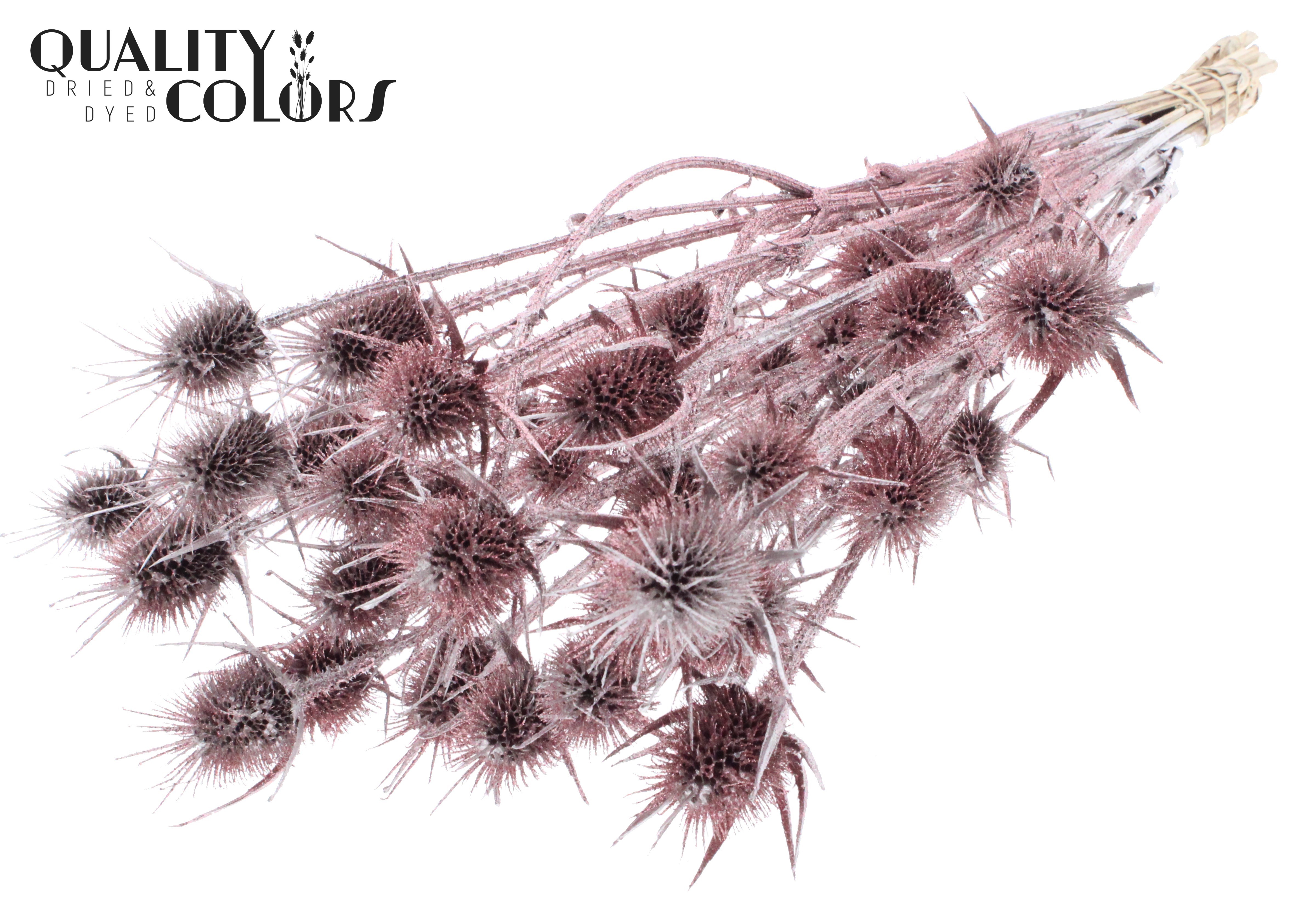 Eryngium Champagne + Glitter Per Bunch 55cm