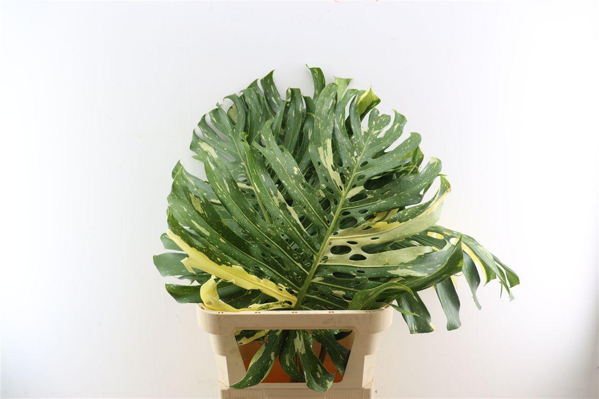 Monstera Variegata Xl