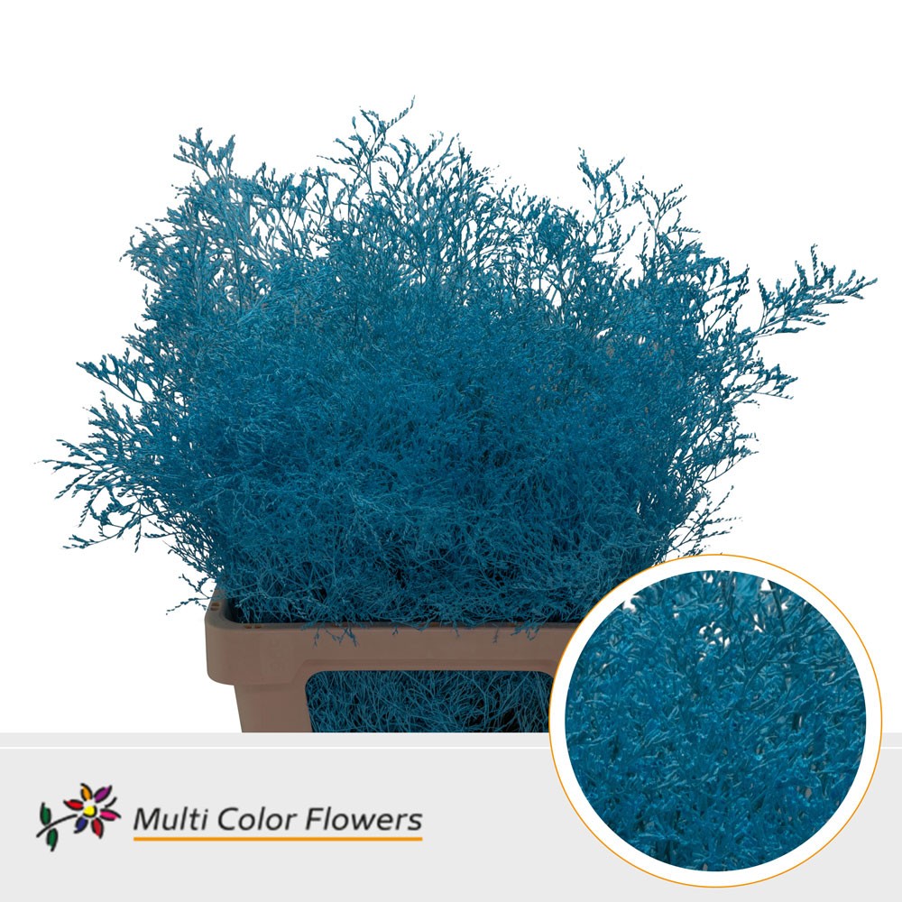 Limonium Beltlaard Blauw Licht