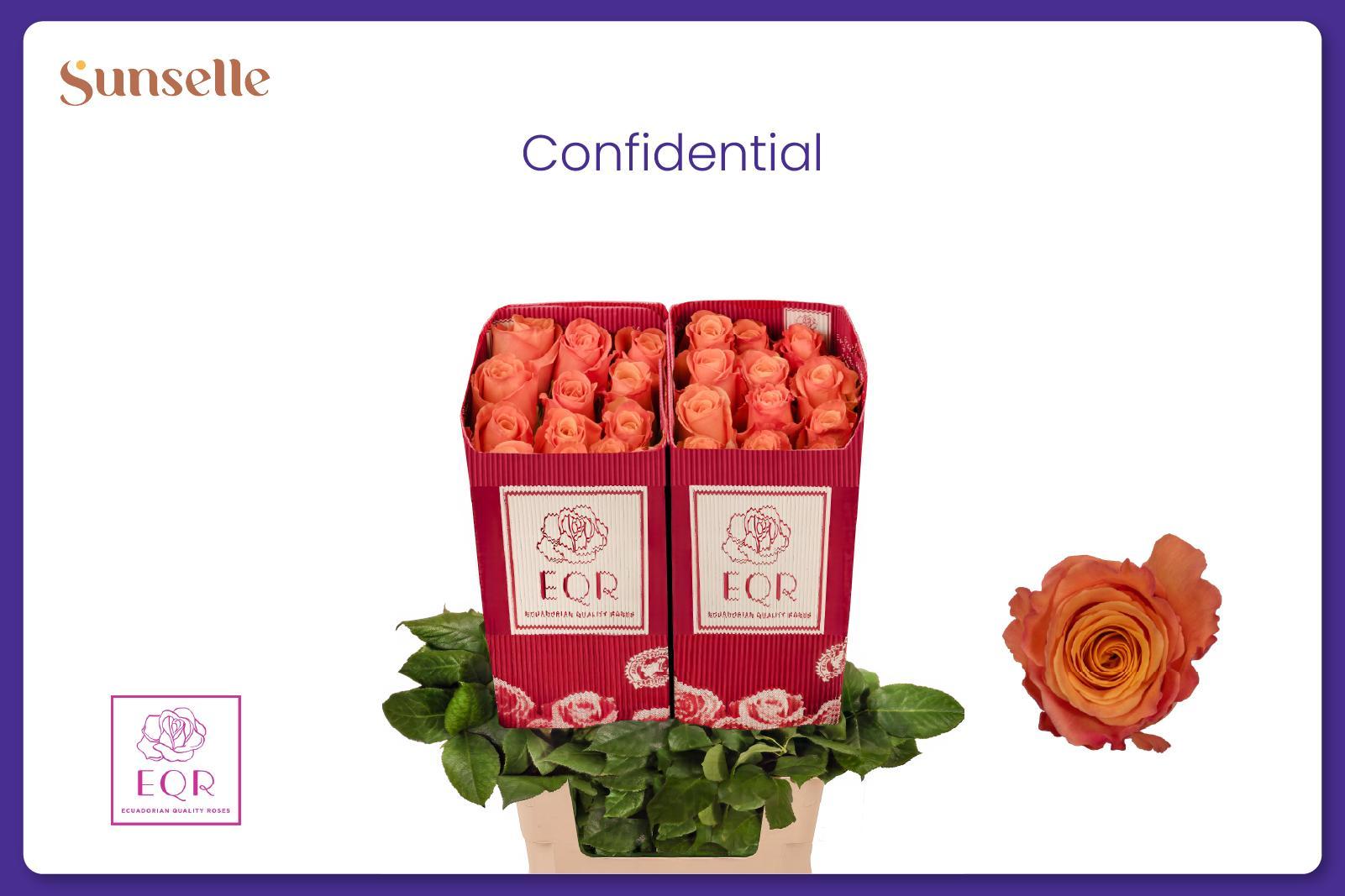 Rosa Confidential 60cm