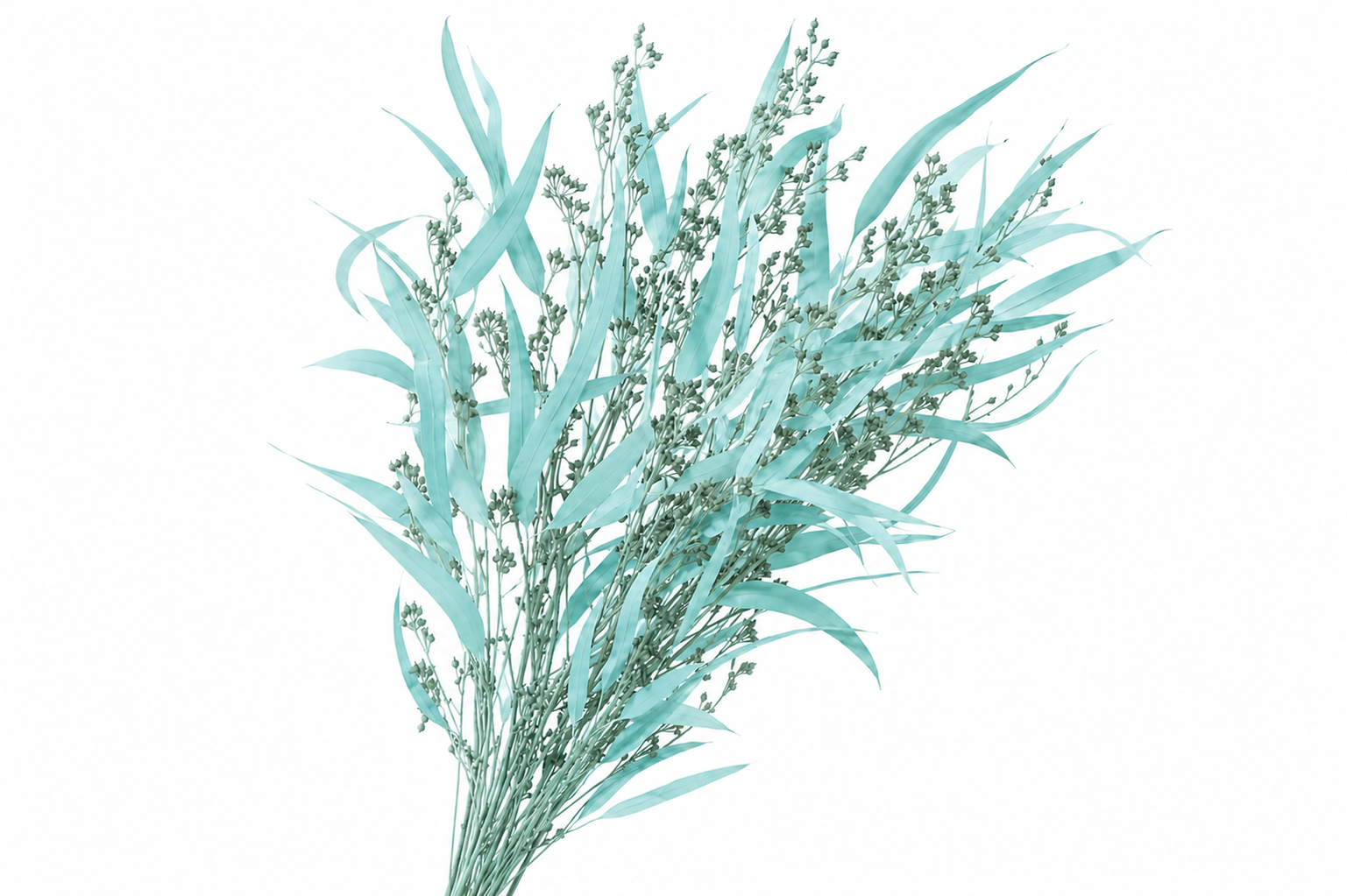 Dried Bleached Eucalyptus Exotica Blue