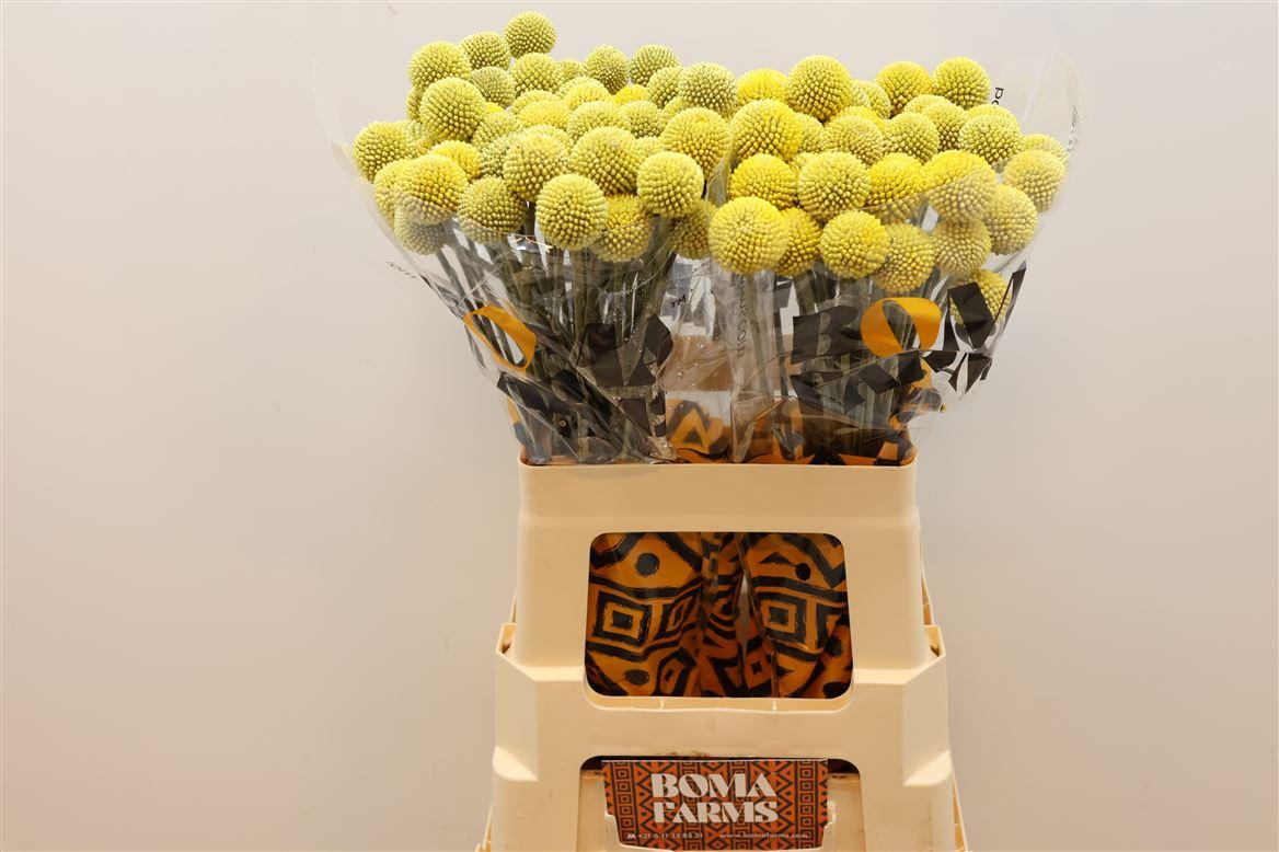 Craspedia Xtra