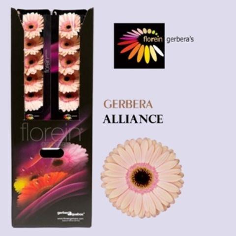 Ge Gr Alliance Aquabox 80