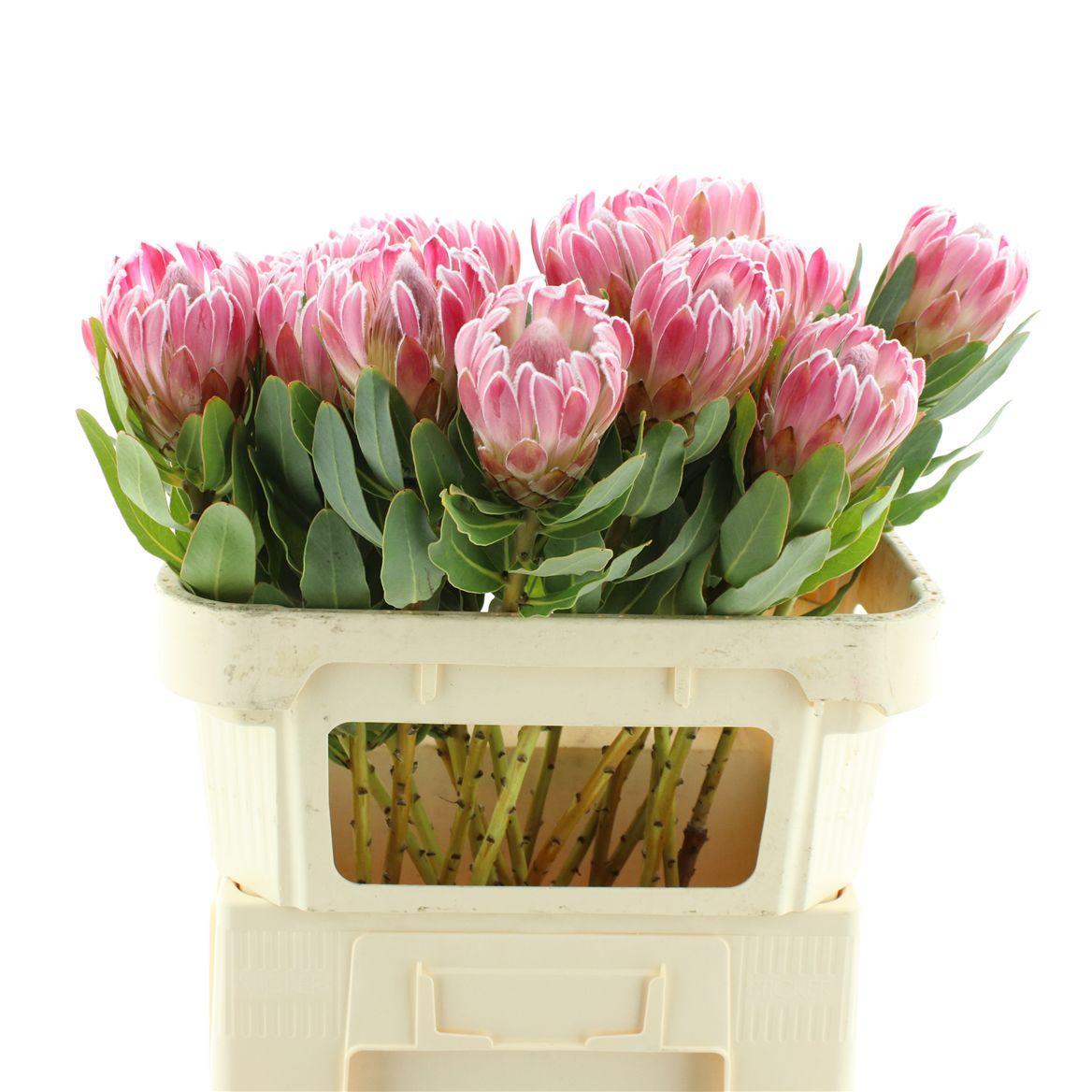 Protea Carnival