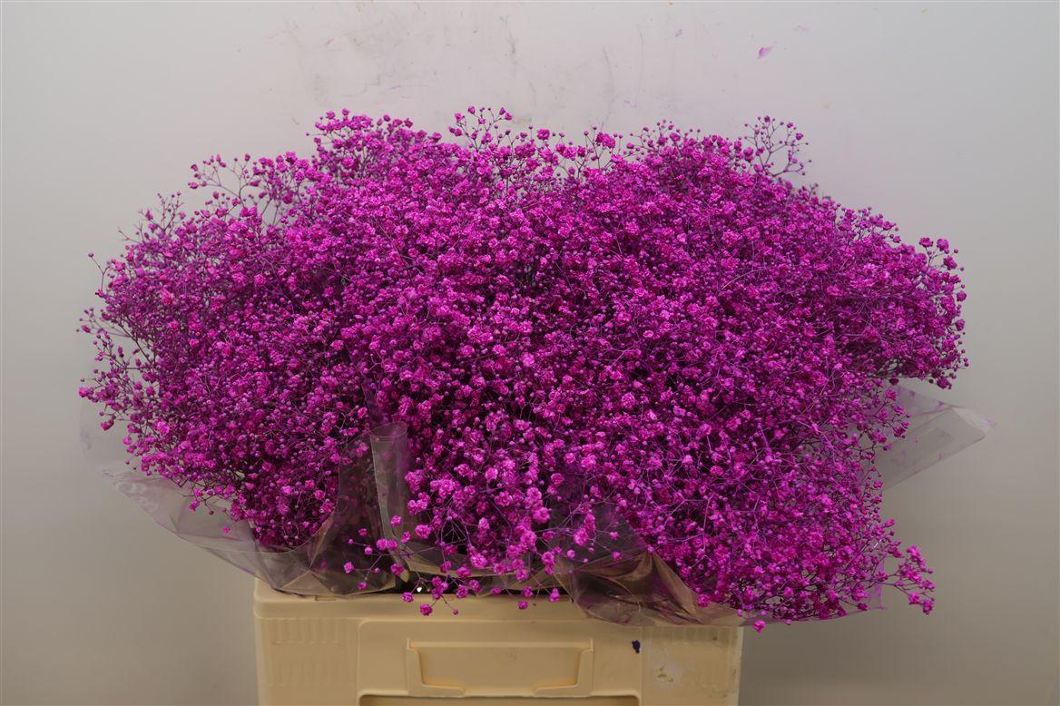 Gyps Klb Fuchsia