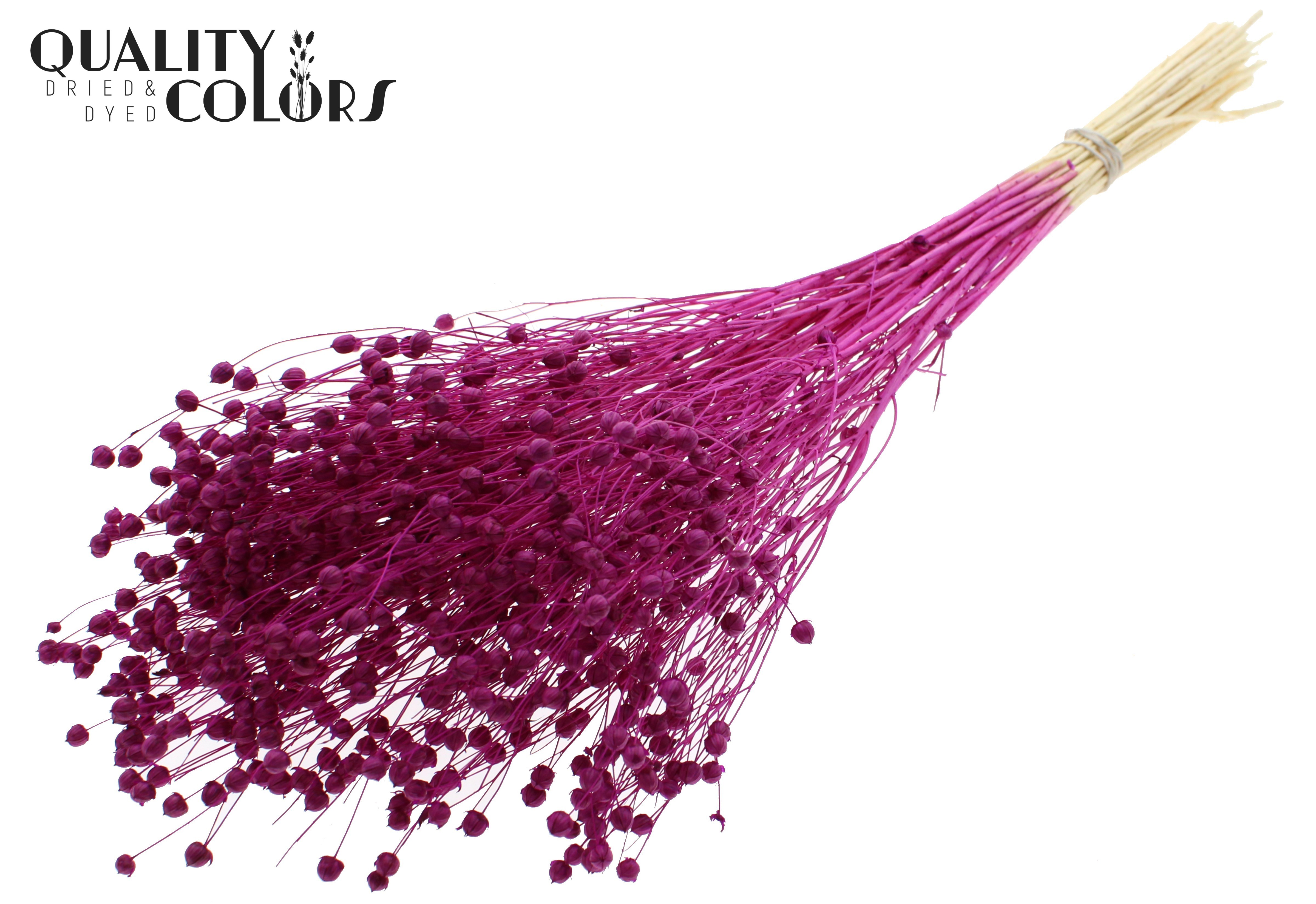 Lino Flax Intense Lilac Per Bunch 70cm