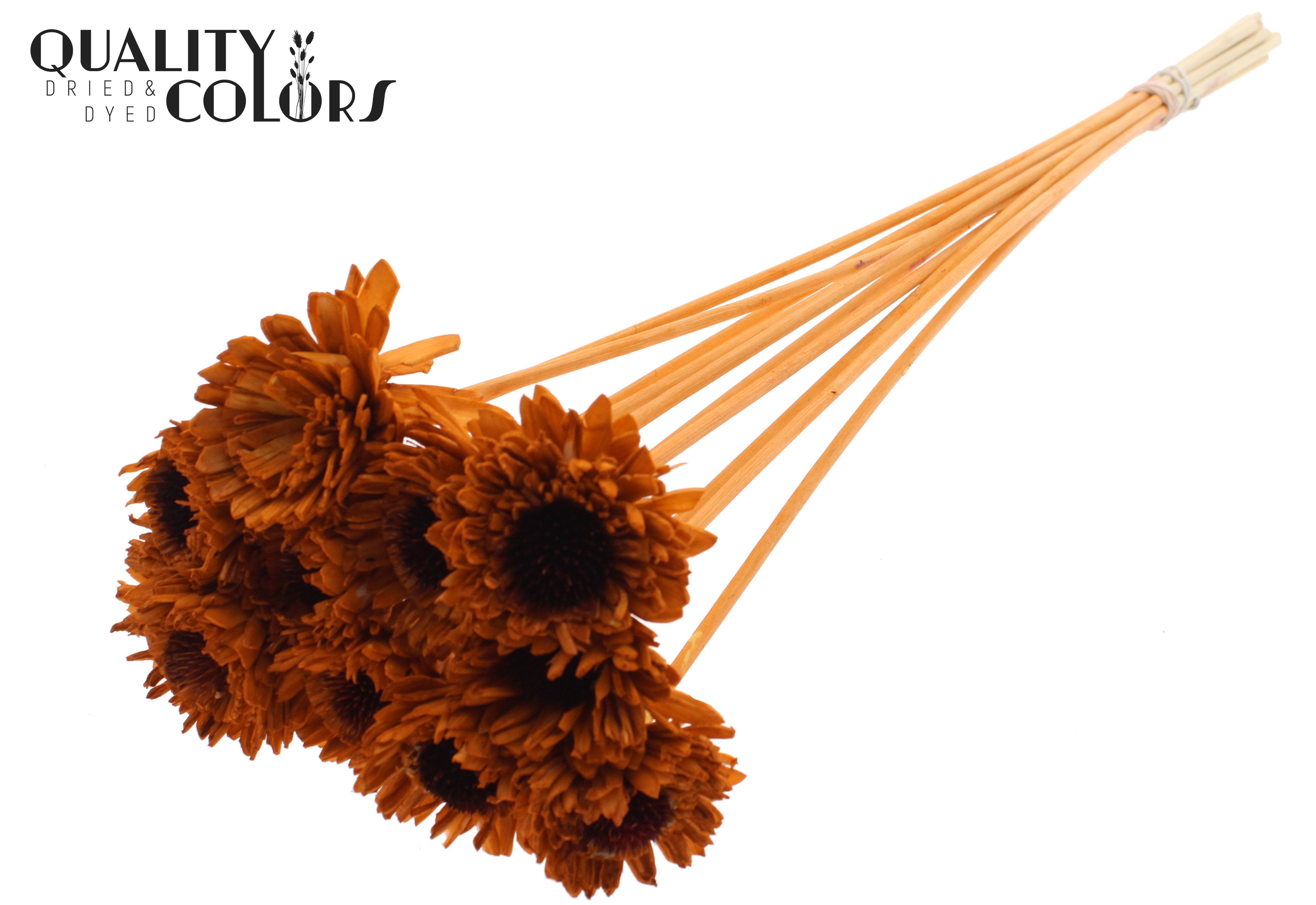 Shola Daisy Sunflower Terracotta 50cm