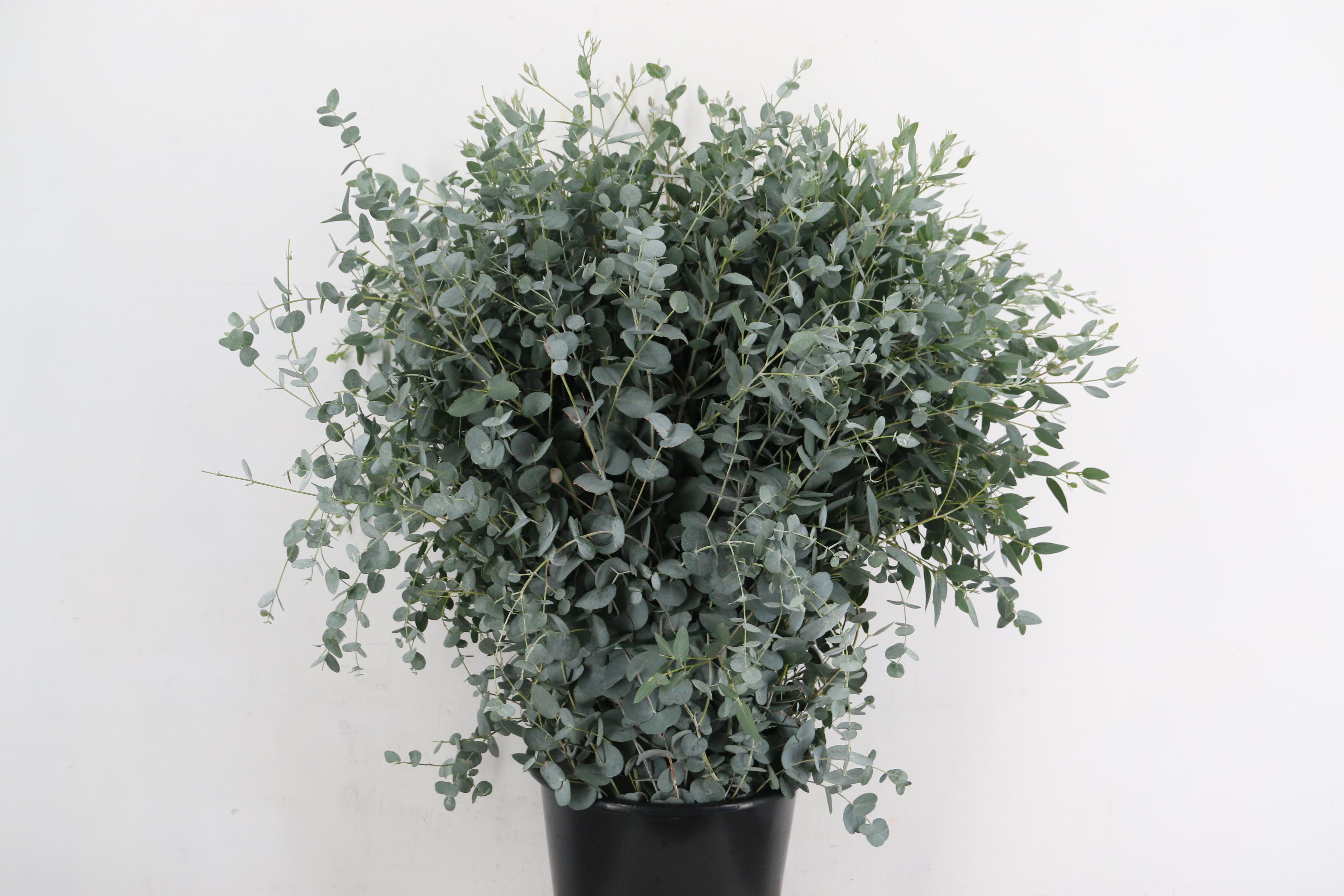Eucalyptus Gunnii Per Bunch 70cm 300gr.