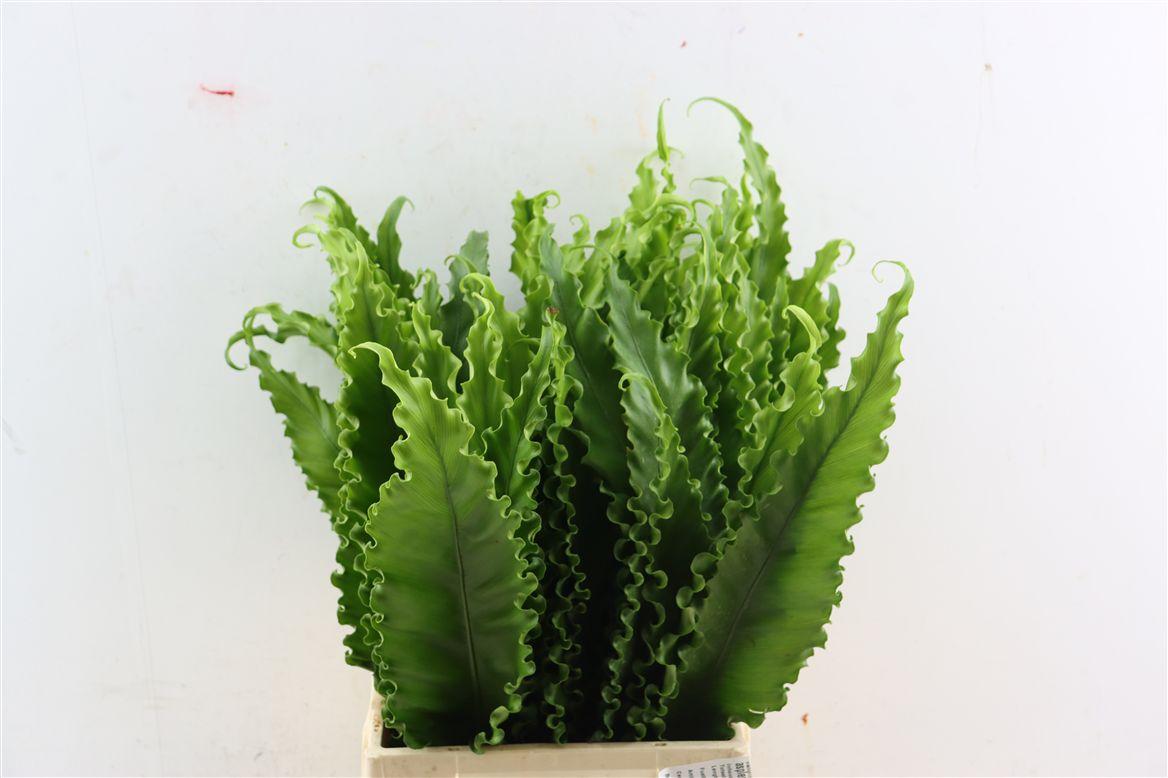 Asplenium Osaka Naniwa 50cm