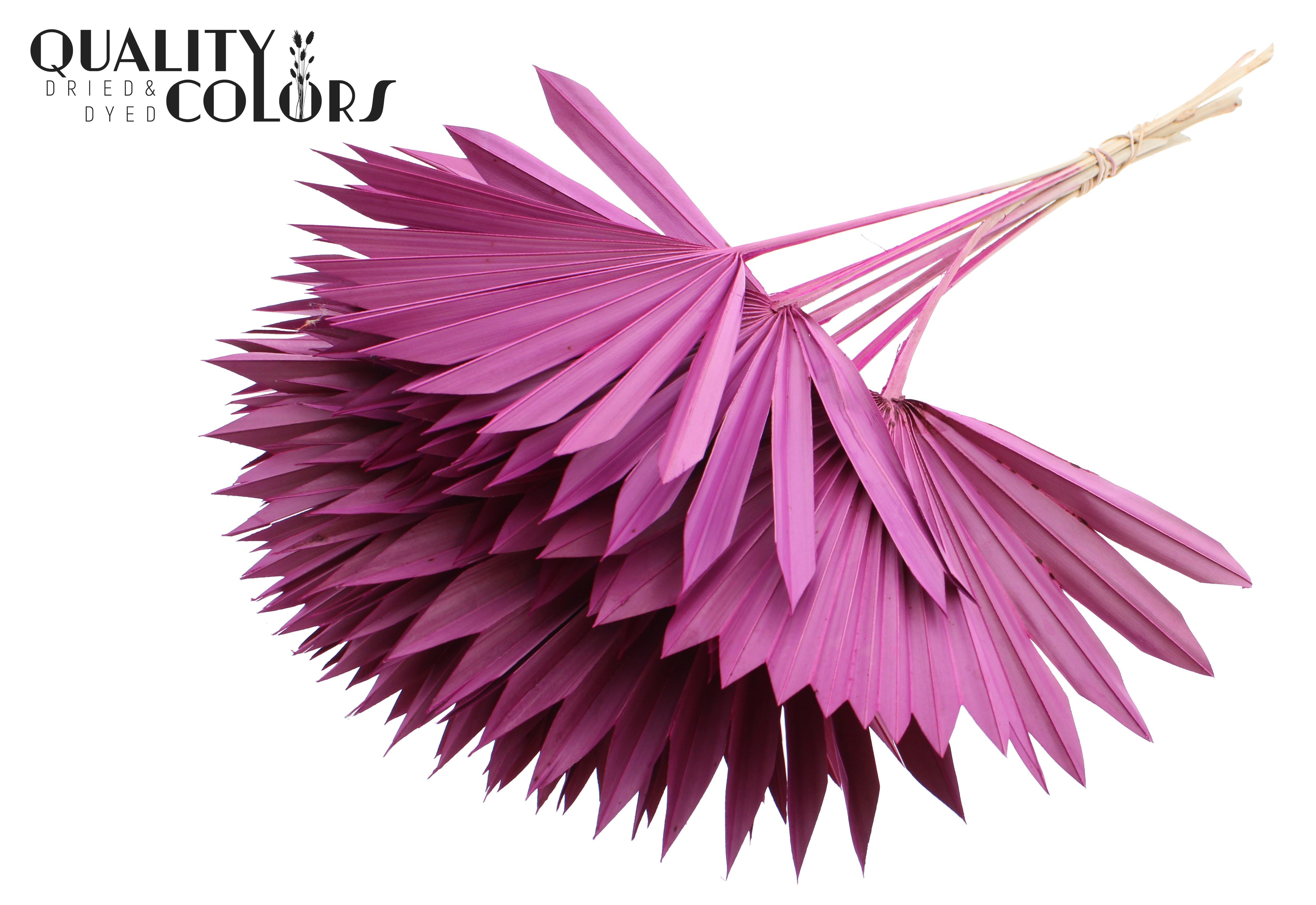 Palm Sun Lilac 50cm