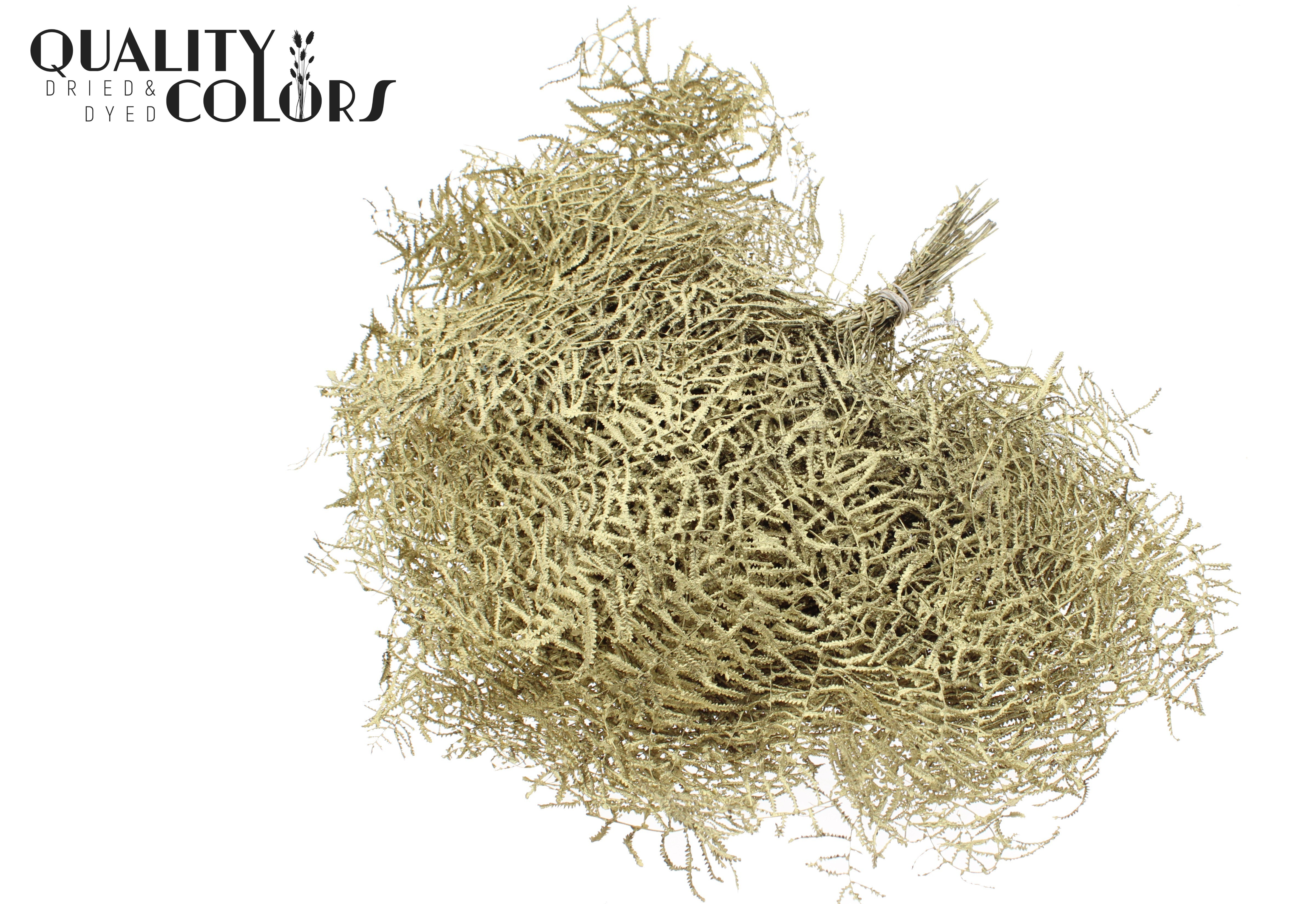 Gleichenia Gold Per Bunch