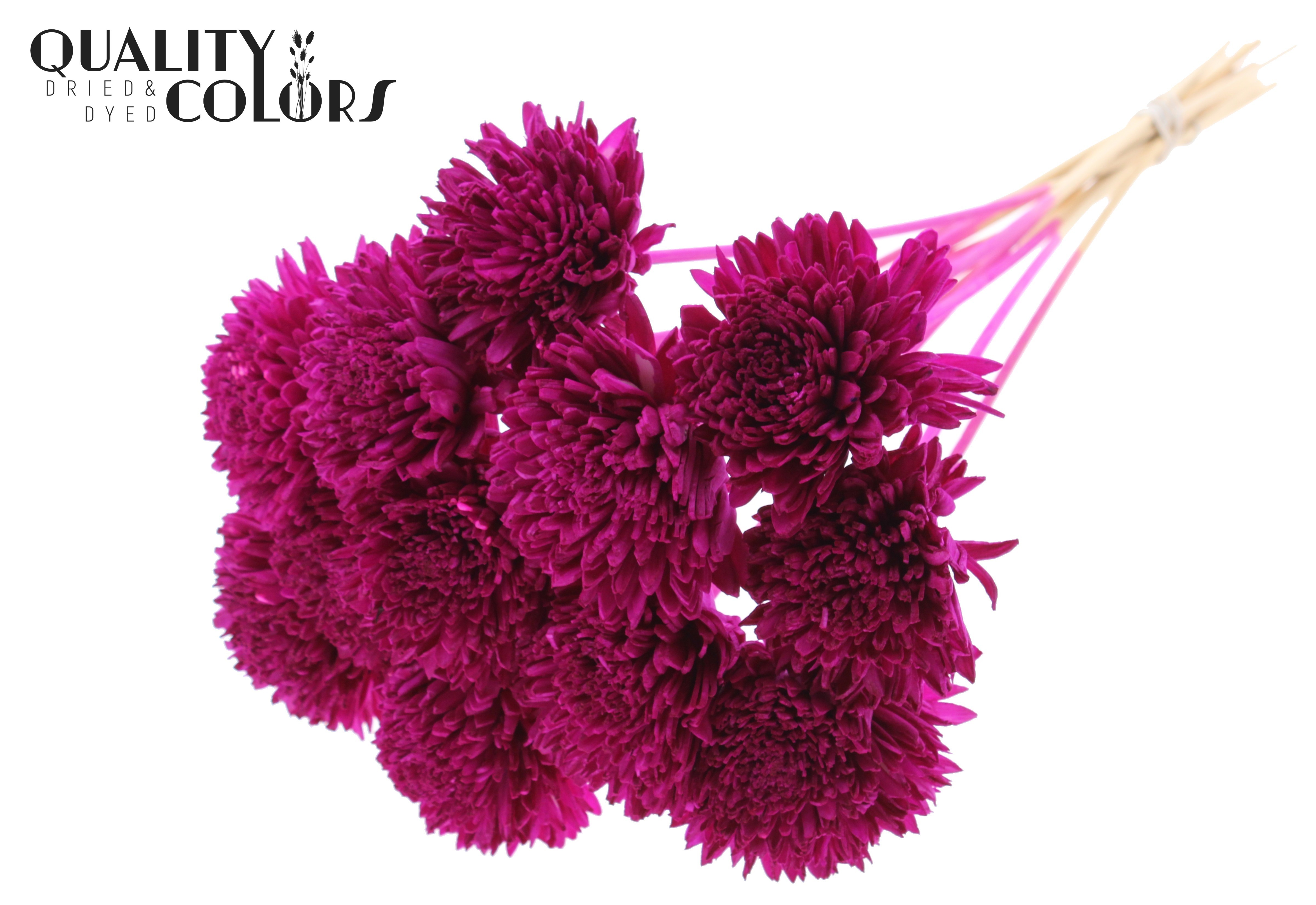 Shola Zinia Lilac 50cm