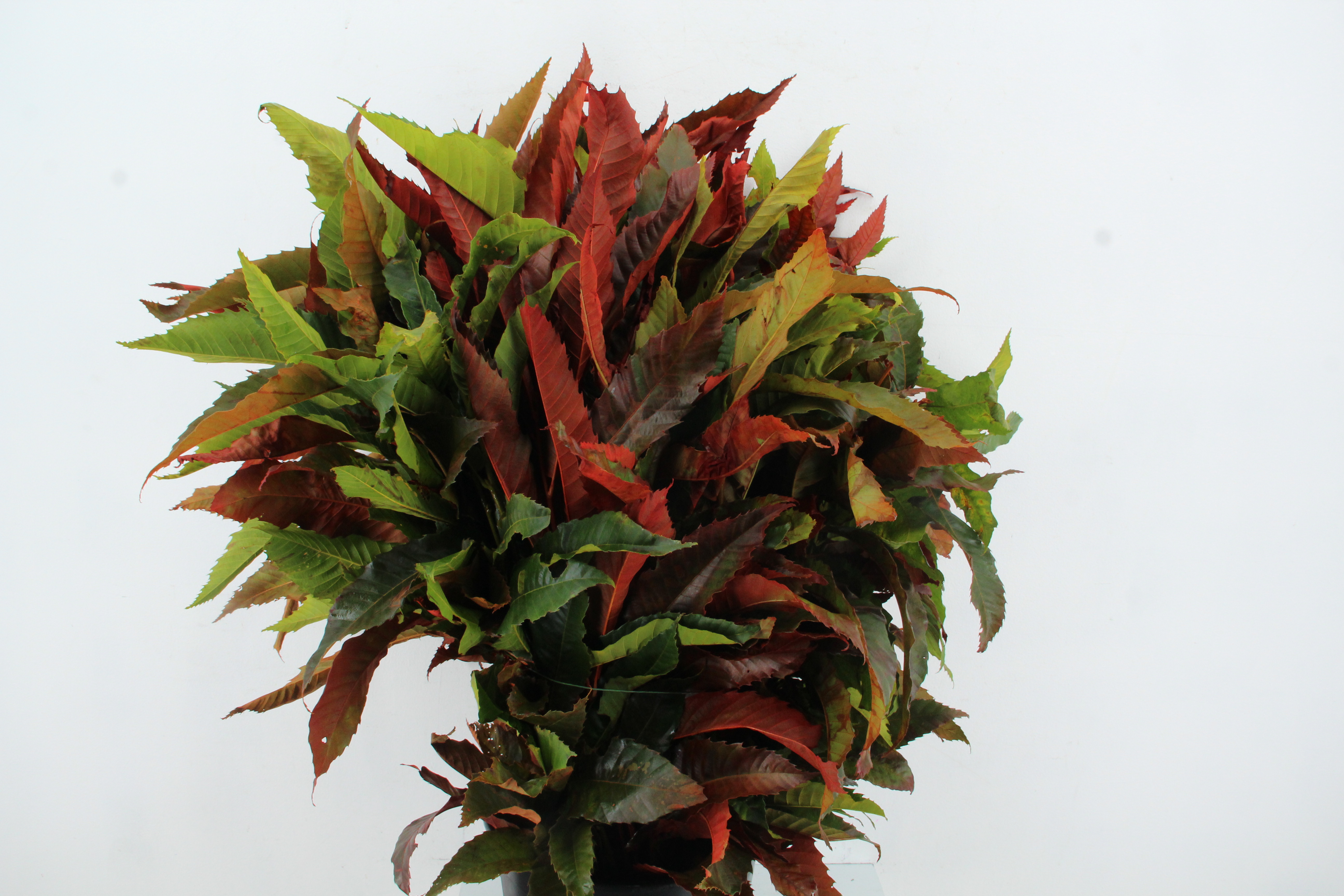 Castanea Sativa 60cm 250gr.