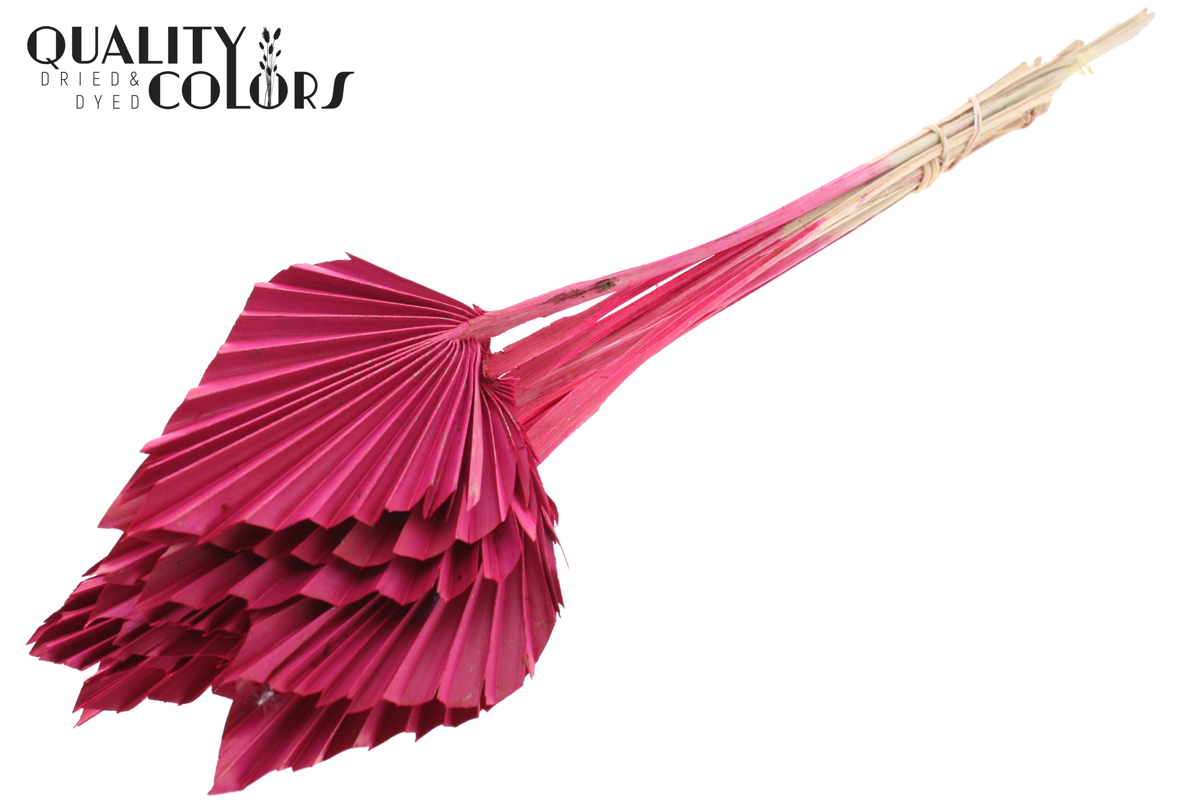 Palm Spear Cerise 50cm