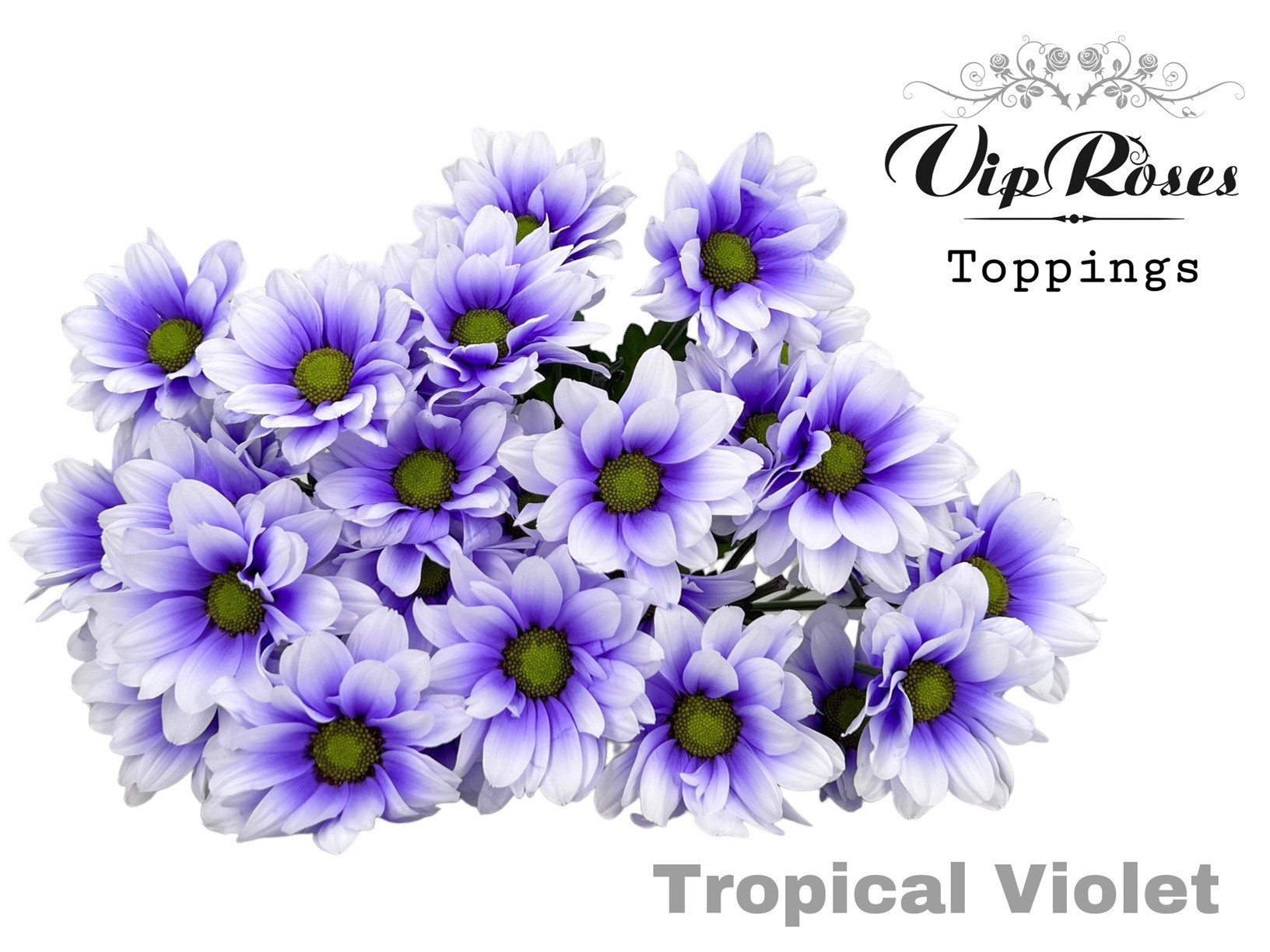 Chr T Tropical Violet 65 cm