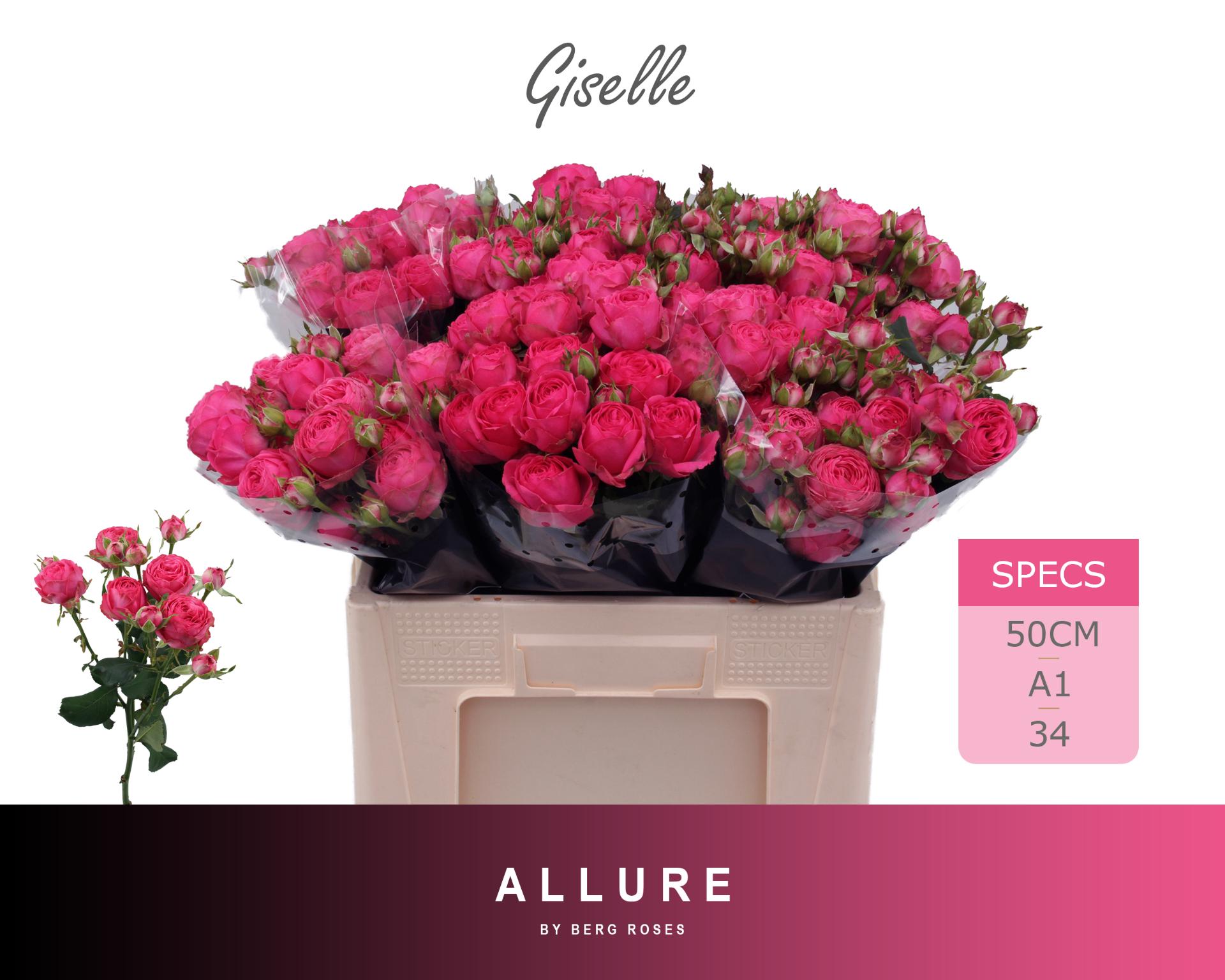 Rosa Spr Giselle 50cm