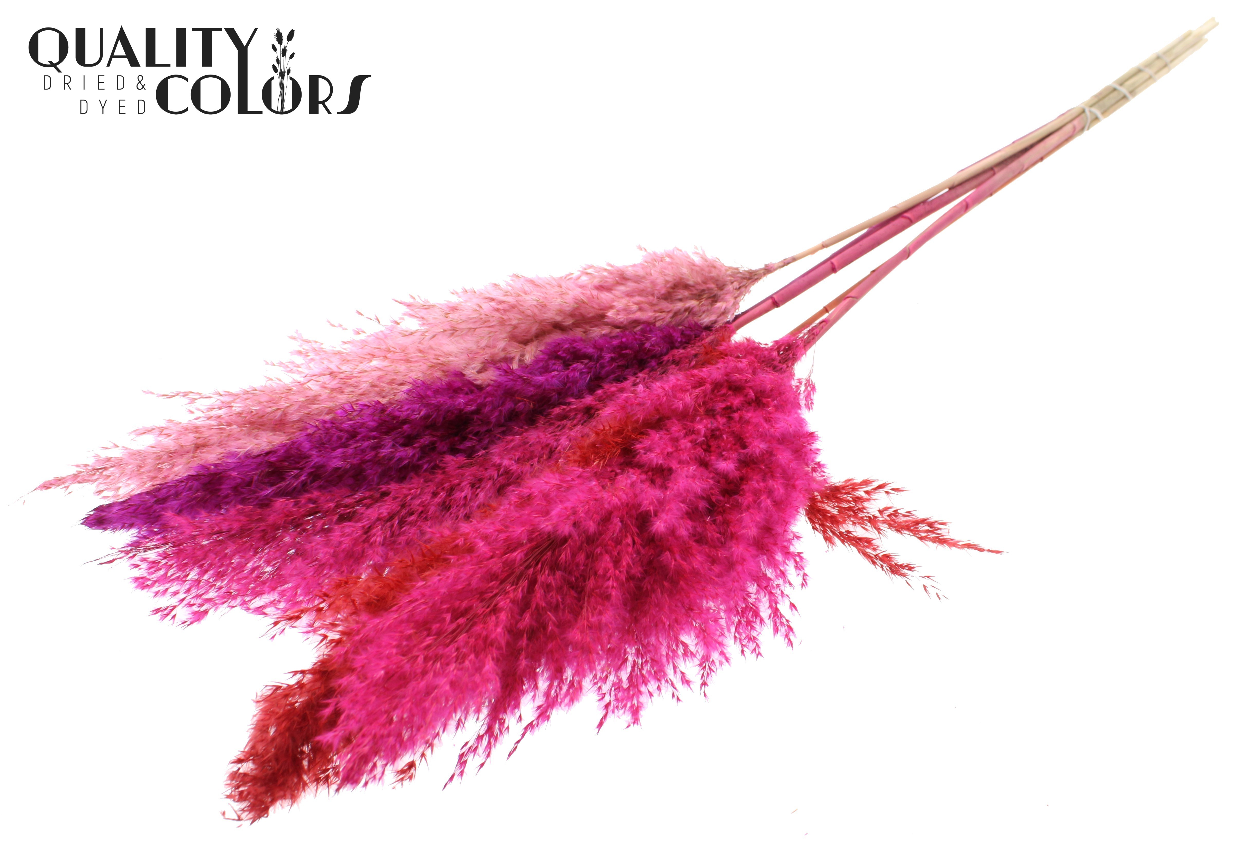 Pampas Grass Love Mix Per Bunch 100cm
