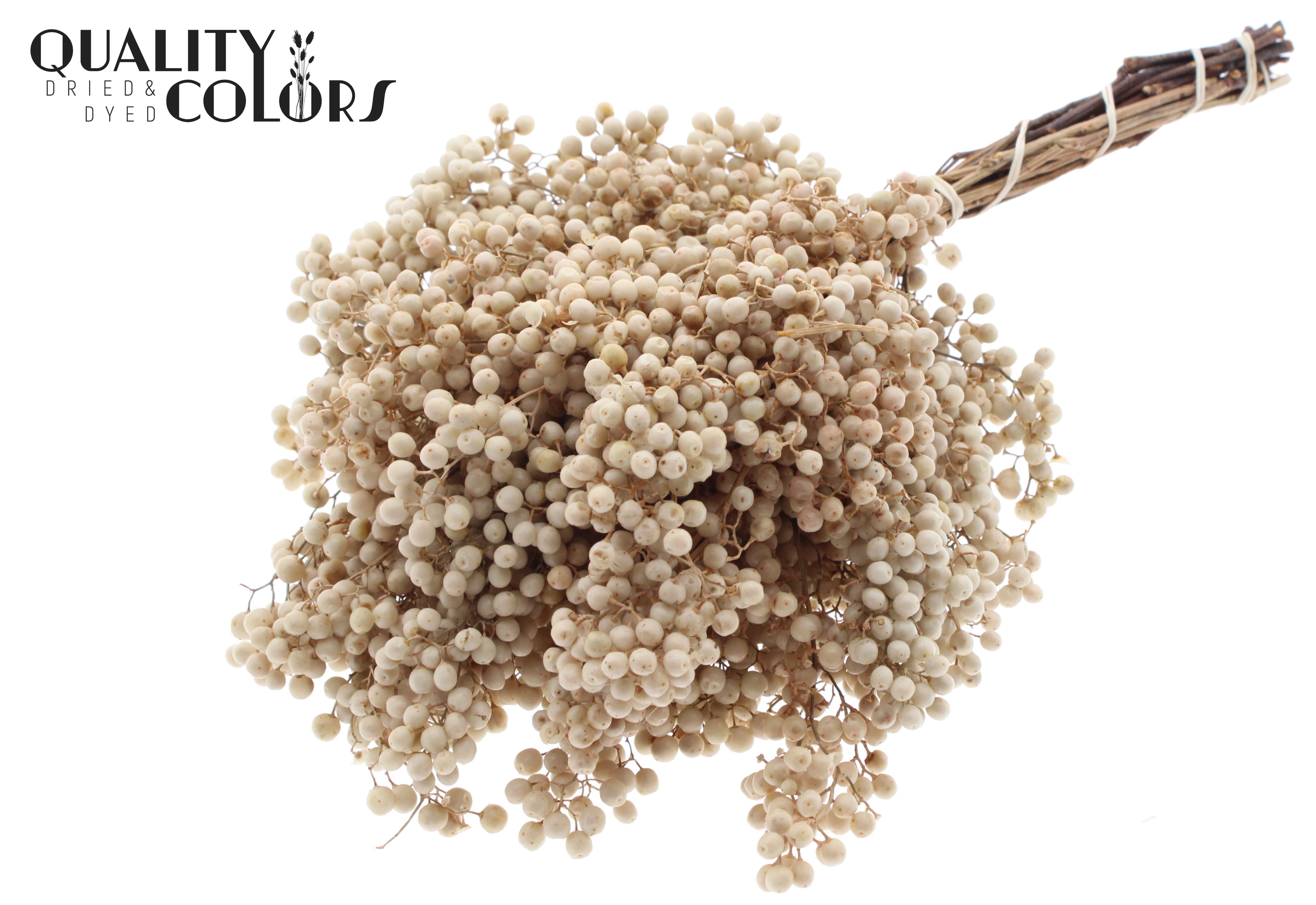 Schinus Mollis Metallic Bleached Per Bunch