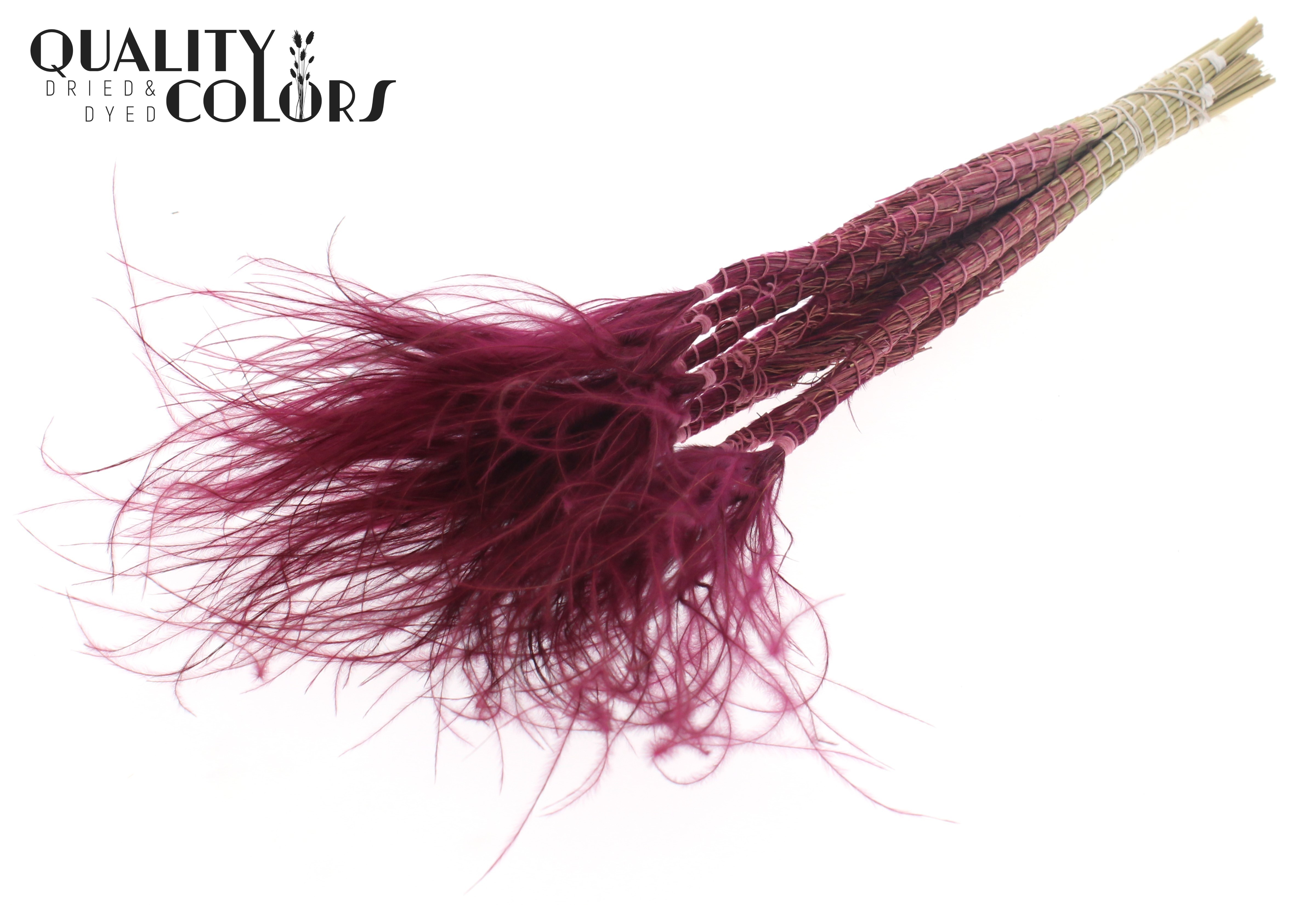 Stypha Burgundy Per Bunch 60cm
