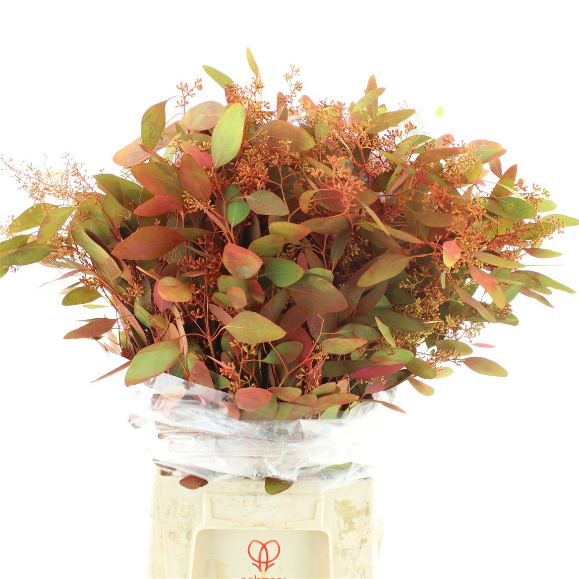 Euca Populus Berries Abs Autumn Long 300 Gr