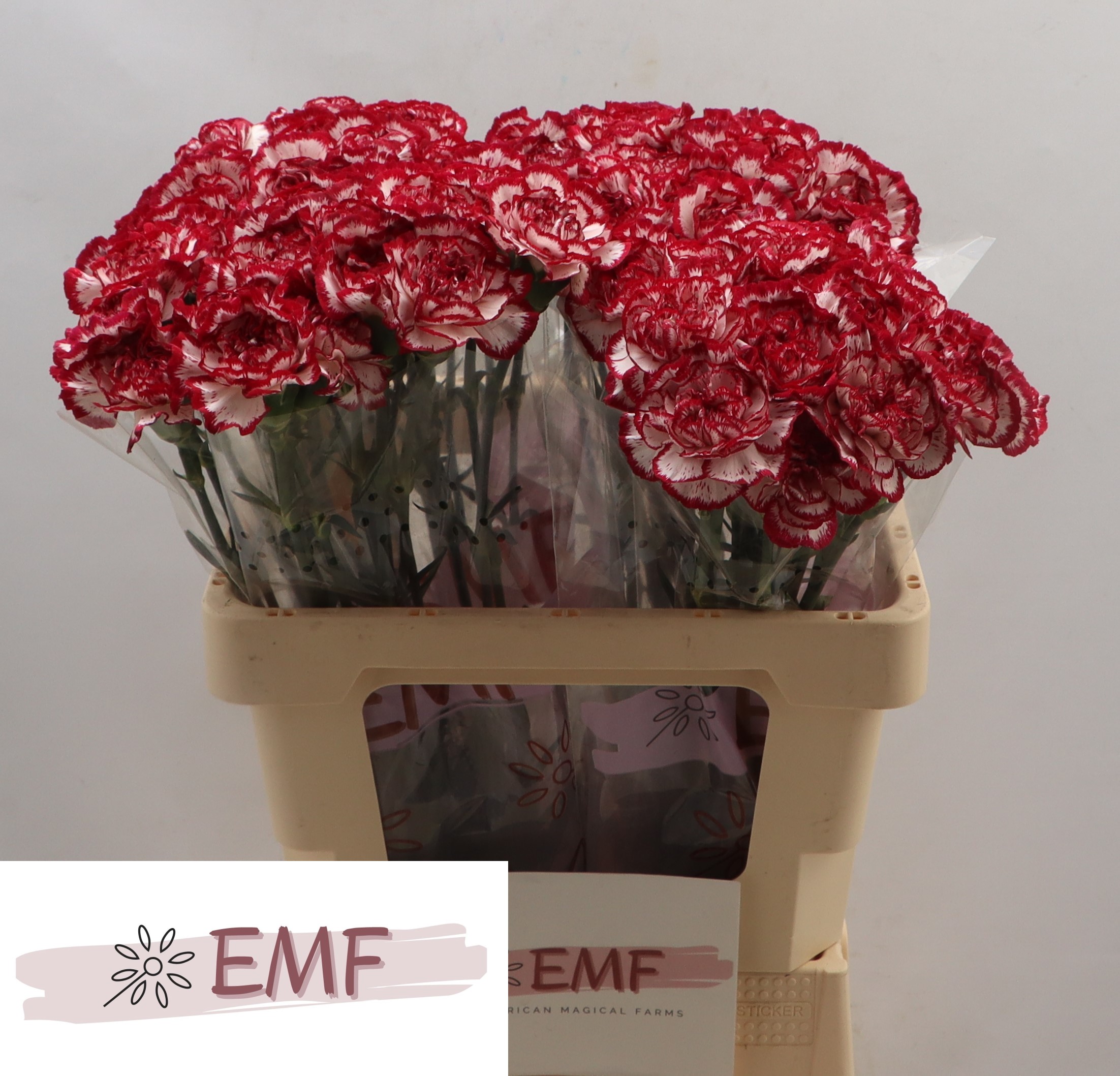 Dianthus St Bacarat 50cm