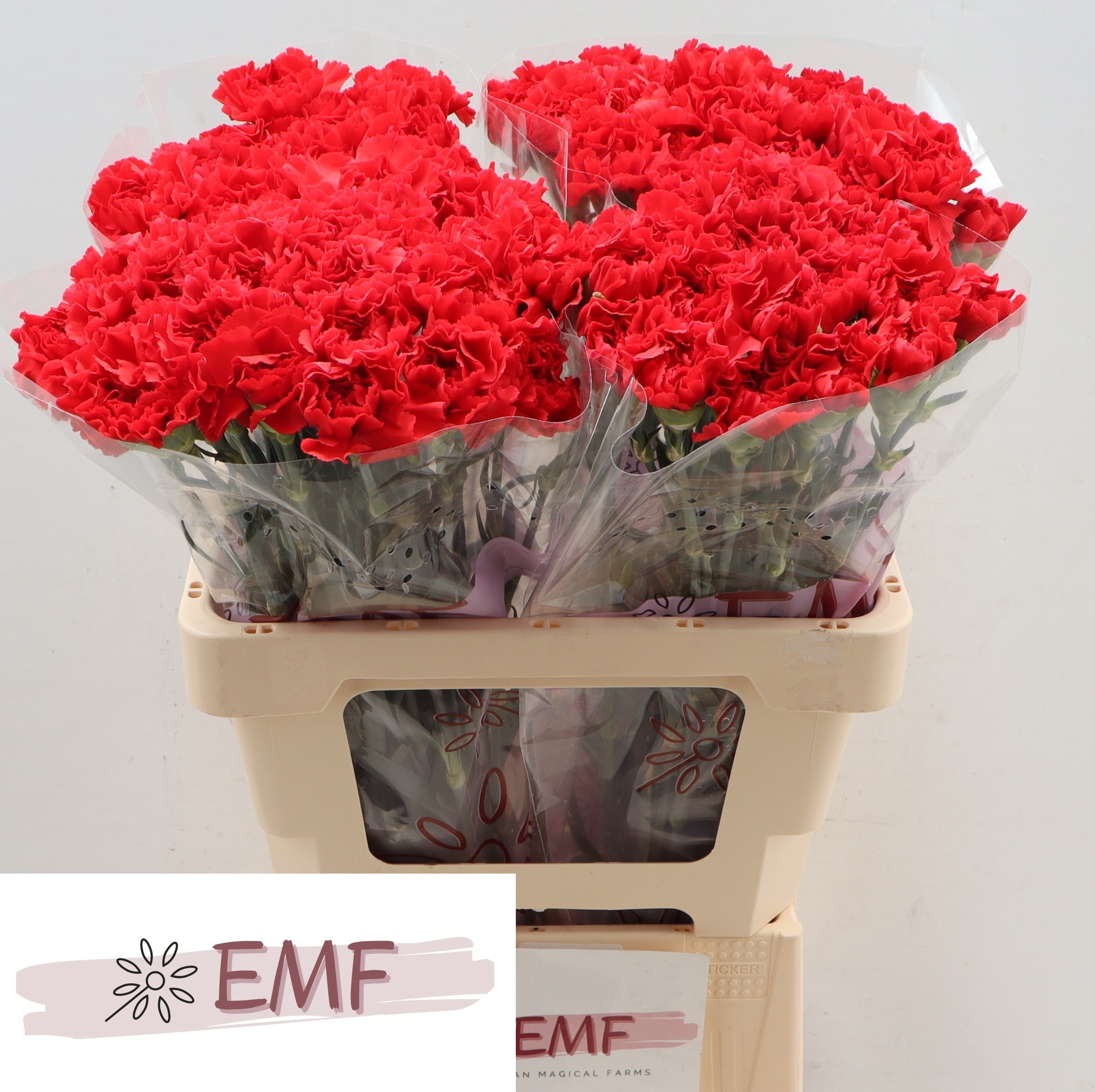 Dianthus St Grand Slam 60cm