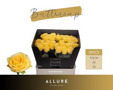 Rosa Buttercup 60cm