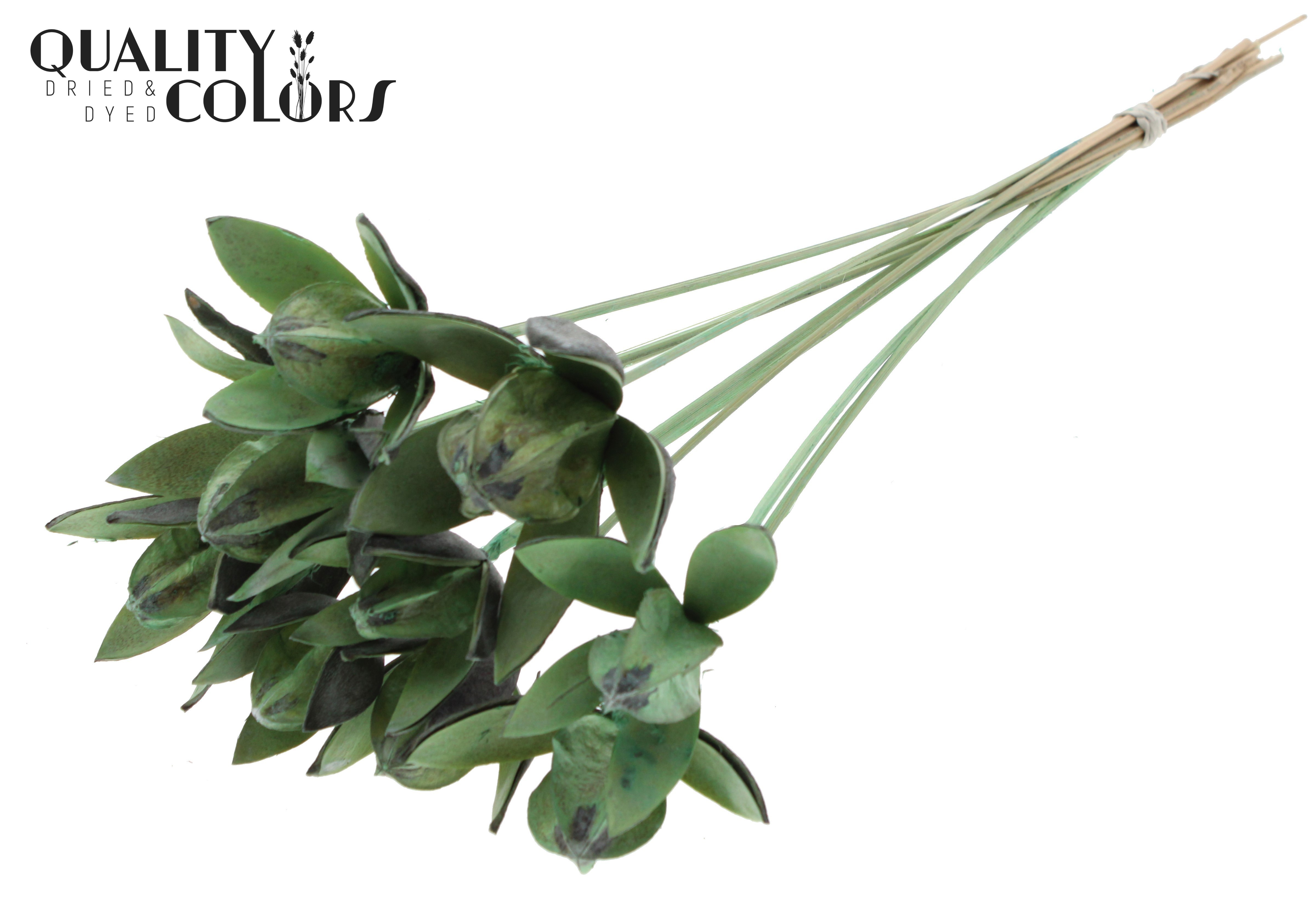Wild Lilly Frosted Mint Green 50cm