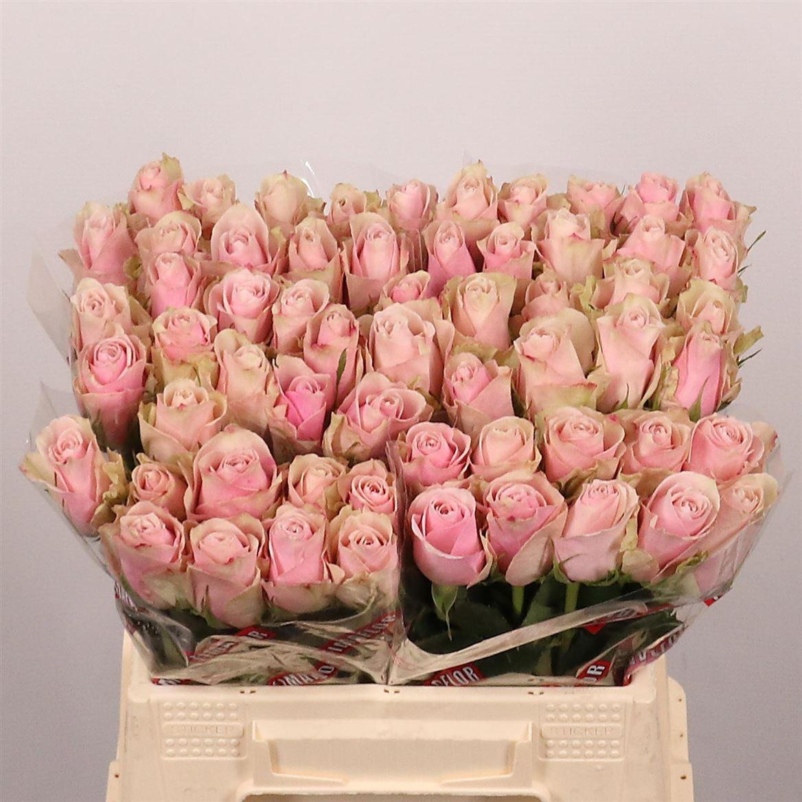 R Gr Pink Athena