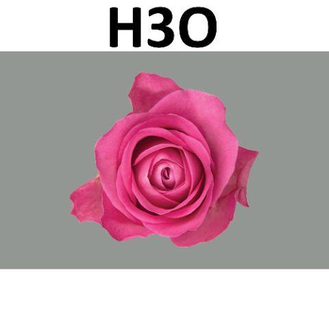 Rosa H3o 50cm