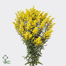 Solidago Tara