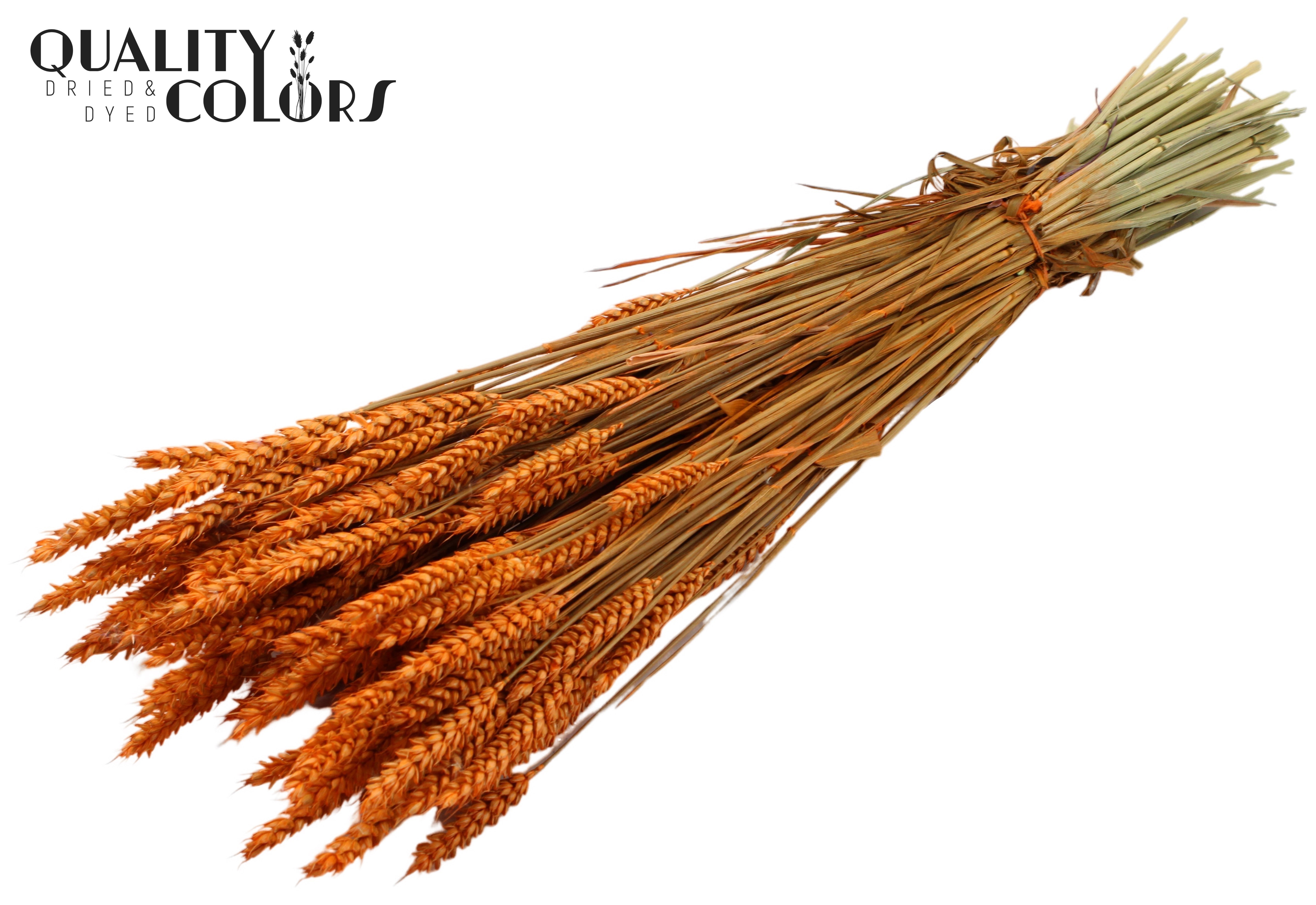 Triticum Orange Per Bunch 60cm