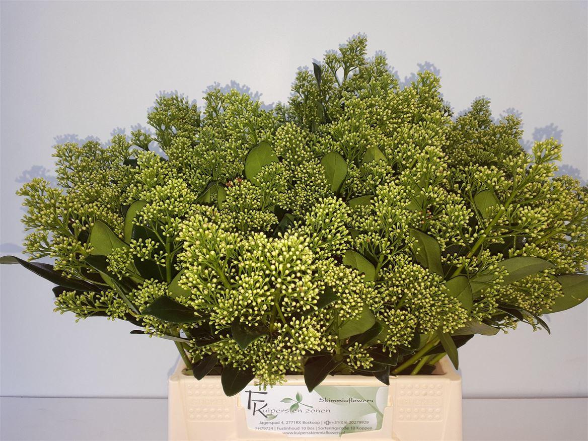 Skimmia Ja Yuki Bs