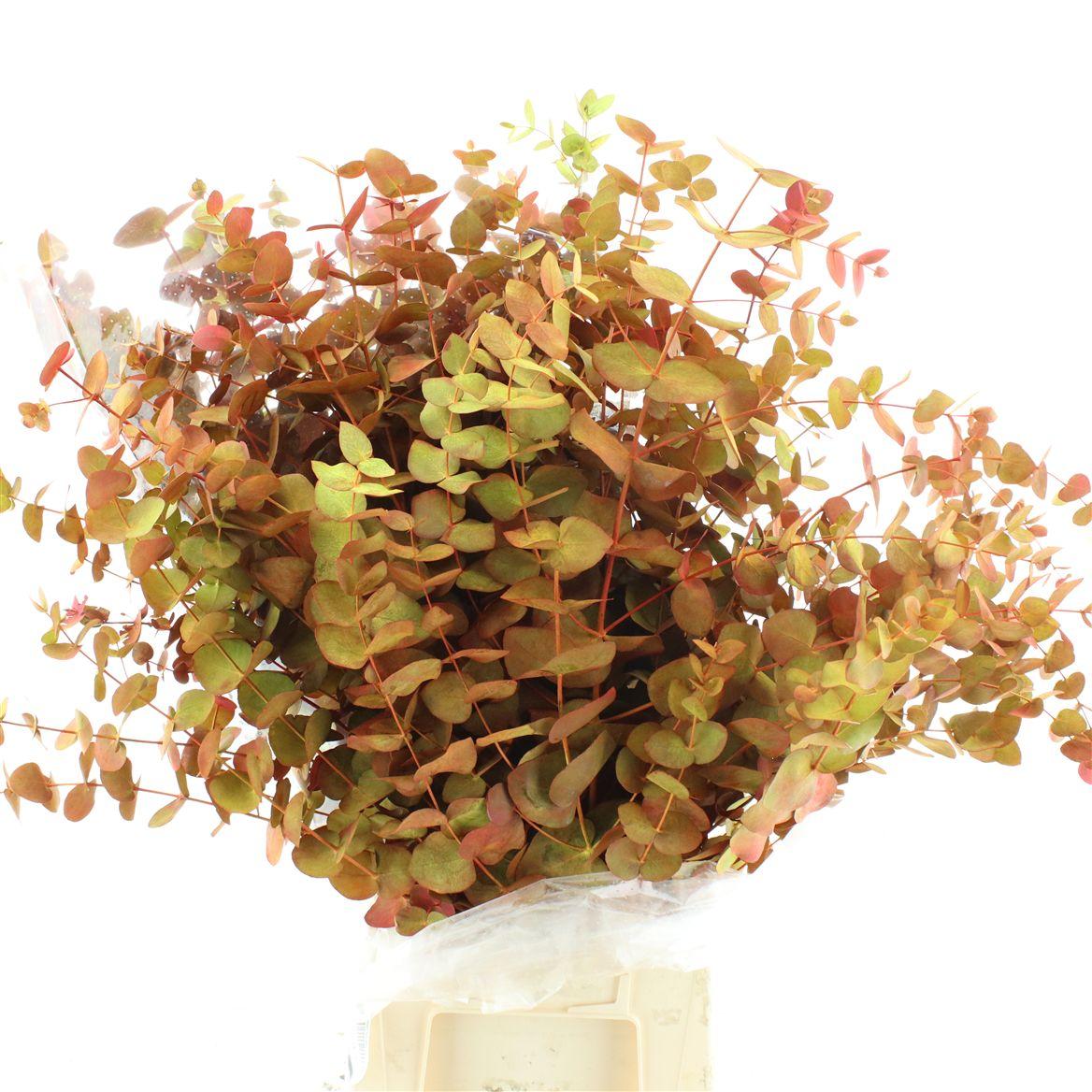 Euca Klb Cinerea Autumn