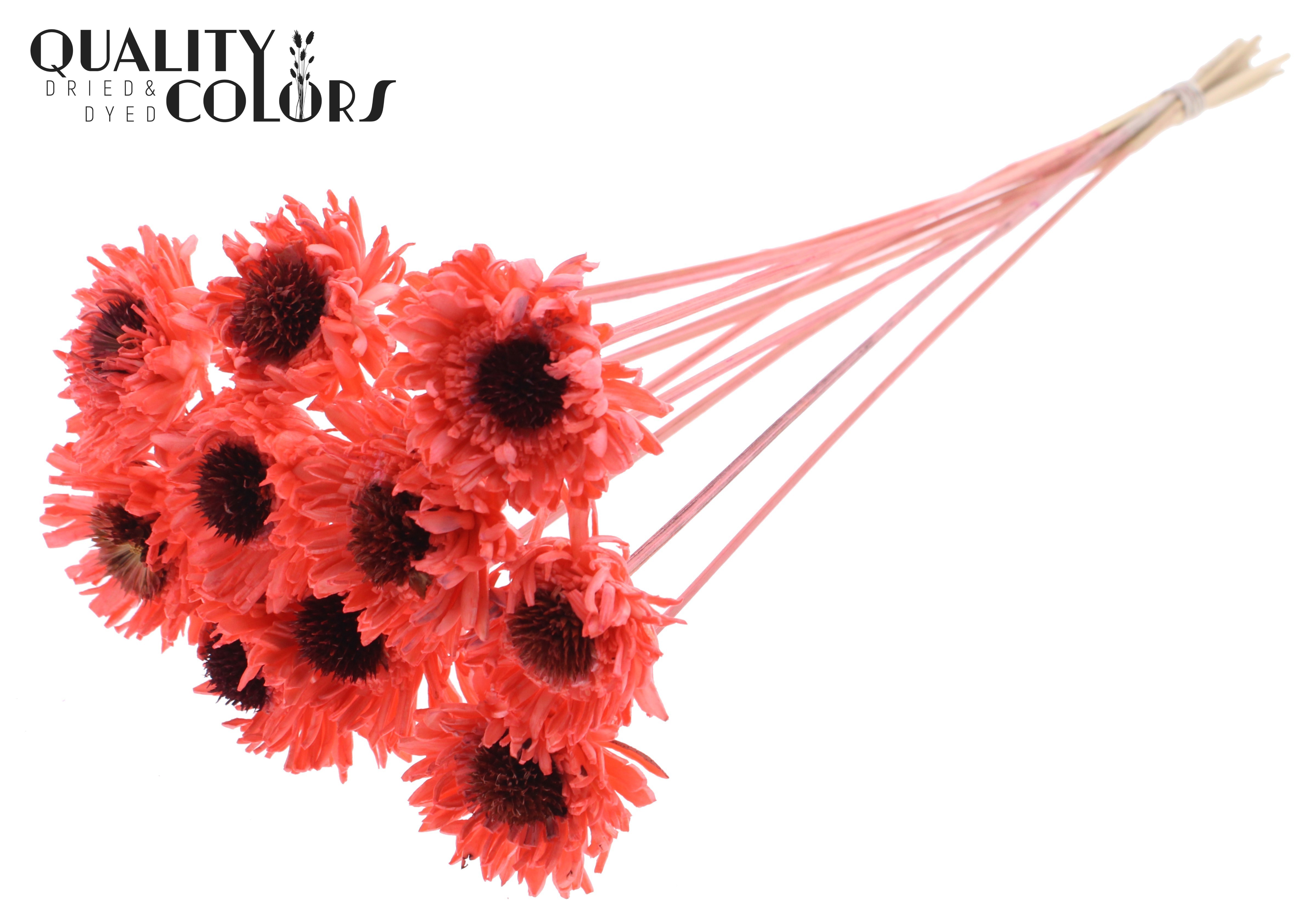 Shola Daisy Sunflower Coral 50cm
