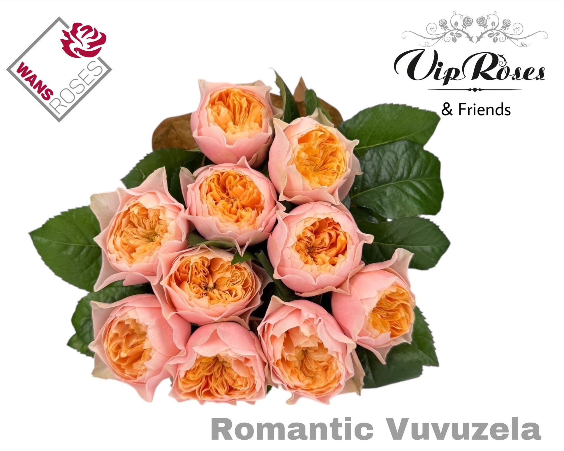 R Gr Romant Vuvuzela 60 cm