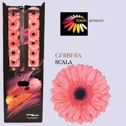 Ge Gr Scala Aquabox 96