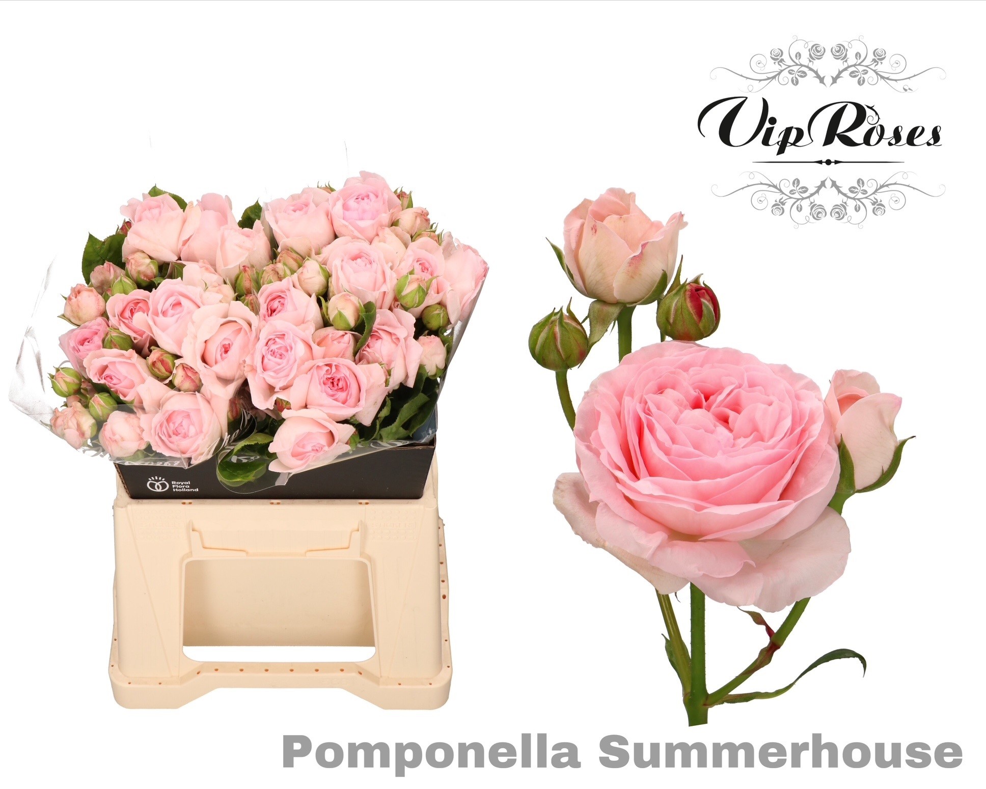 R Tr Pompone Summerh 40 cm
