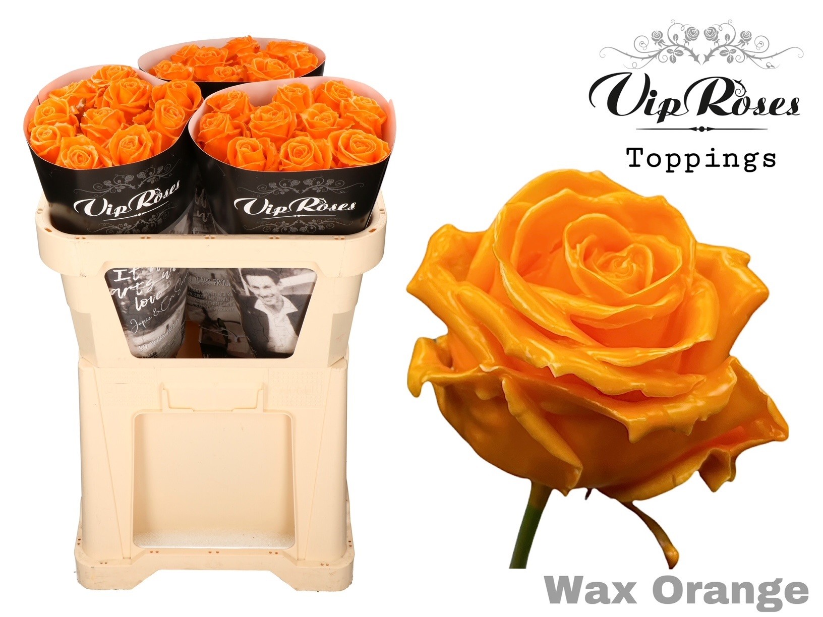 Rosa Waxed 60cm